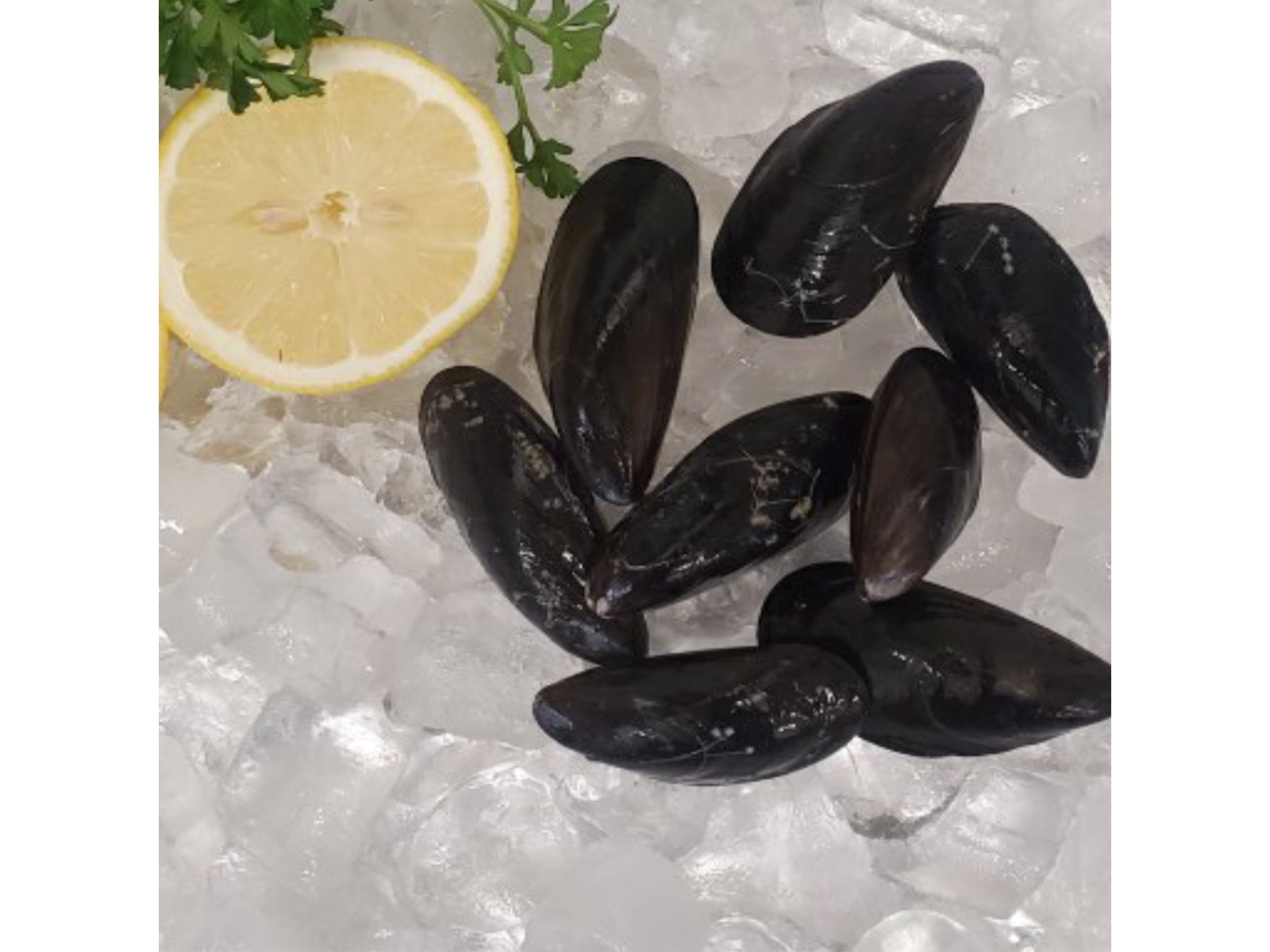 Out of the Blue // Seafood Market // Bayfield, Ontario // Fresh Mussels