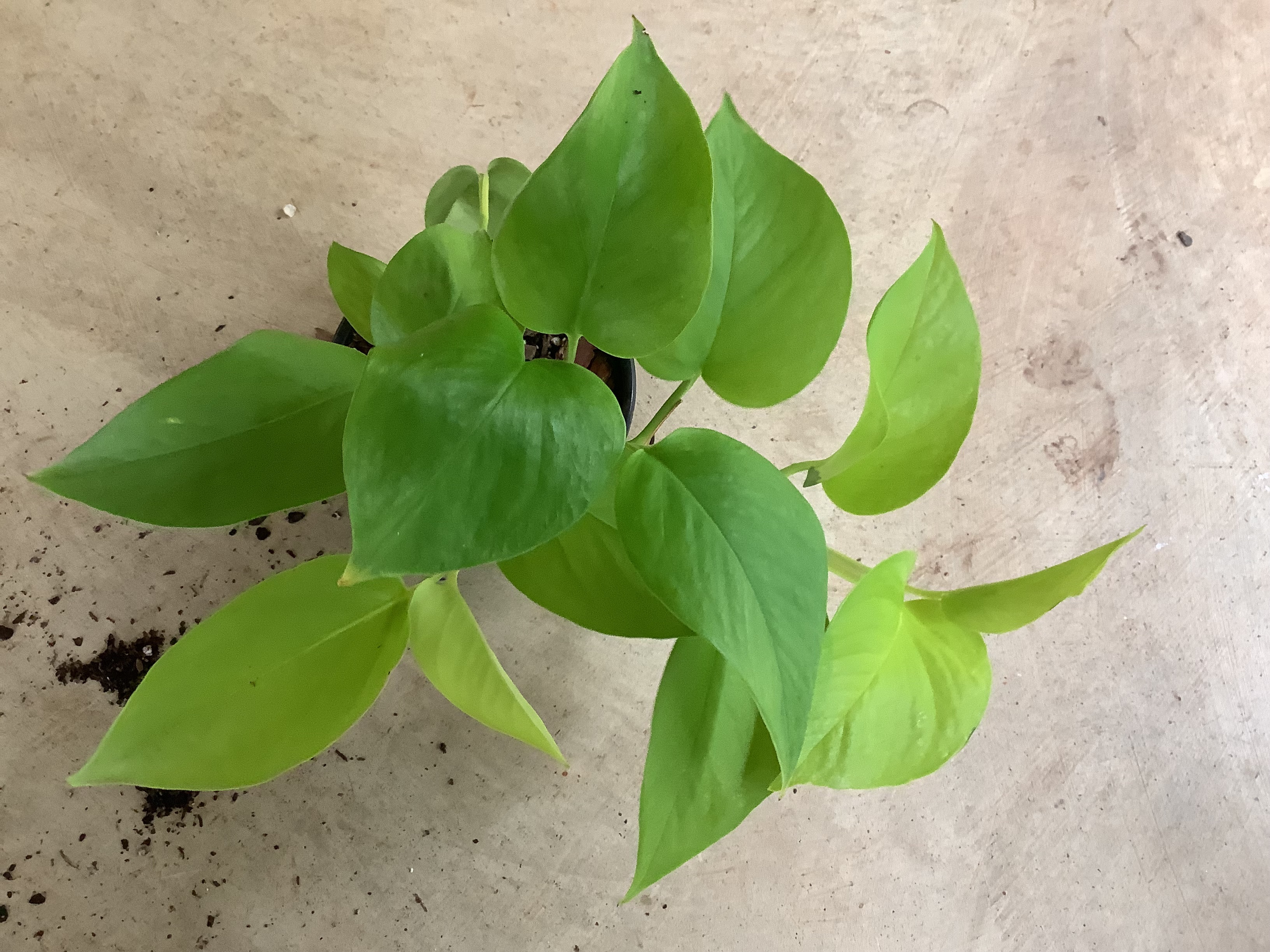 Houseplant - Pothos (Neon)