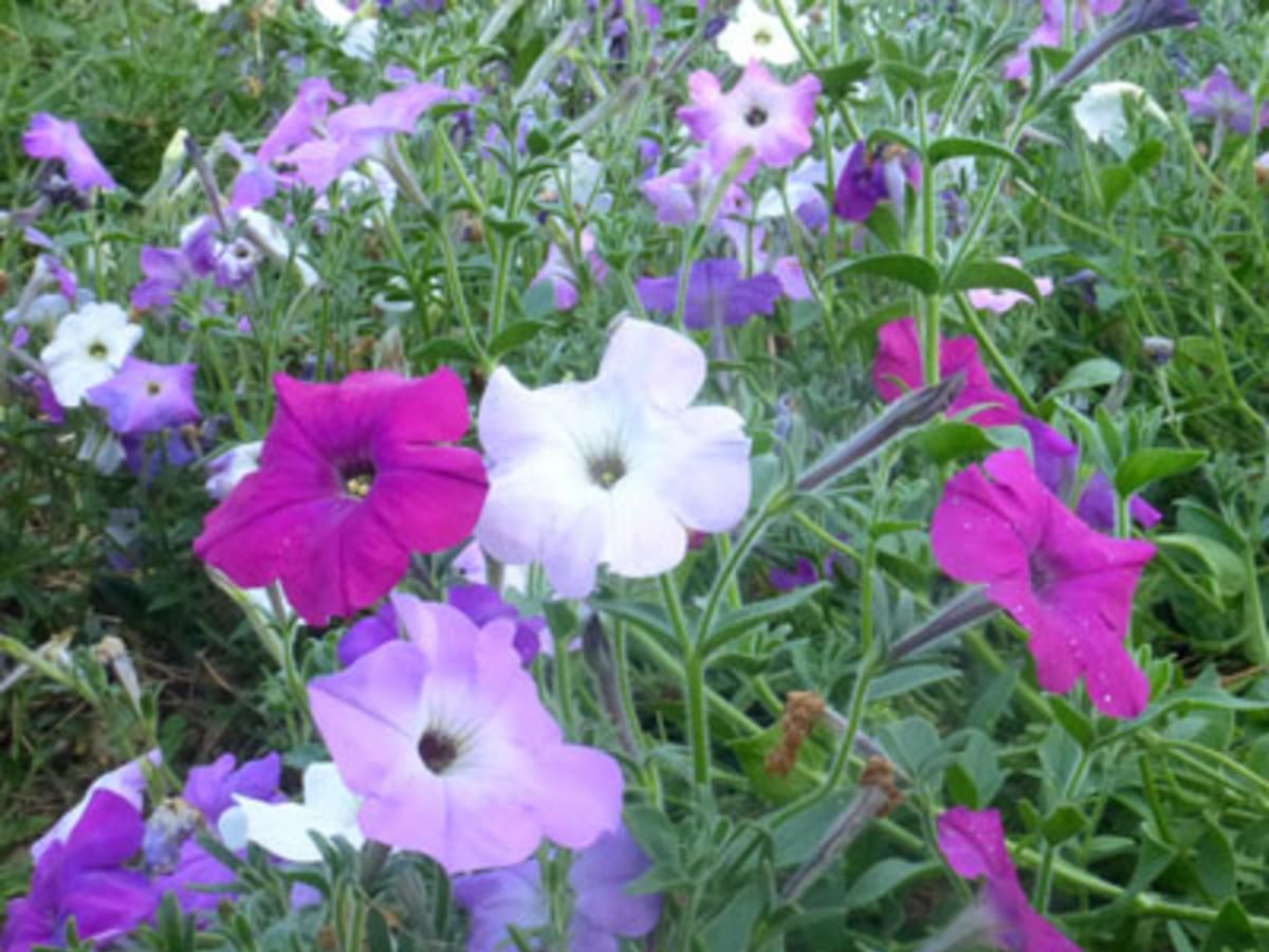 Seed - Petunia, Old Fashioned Vining