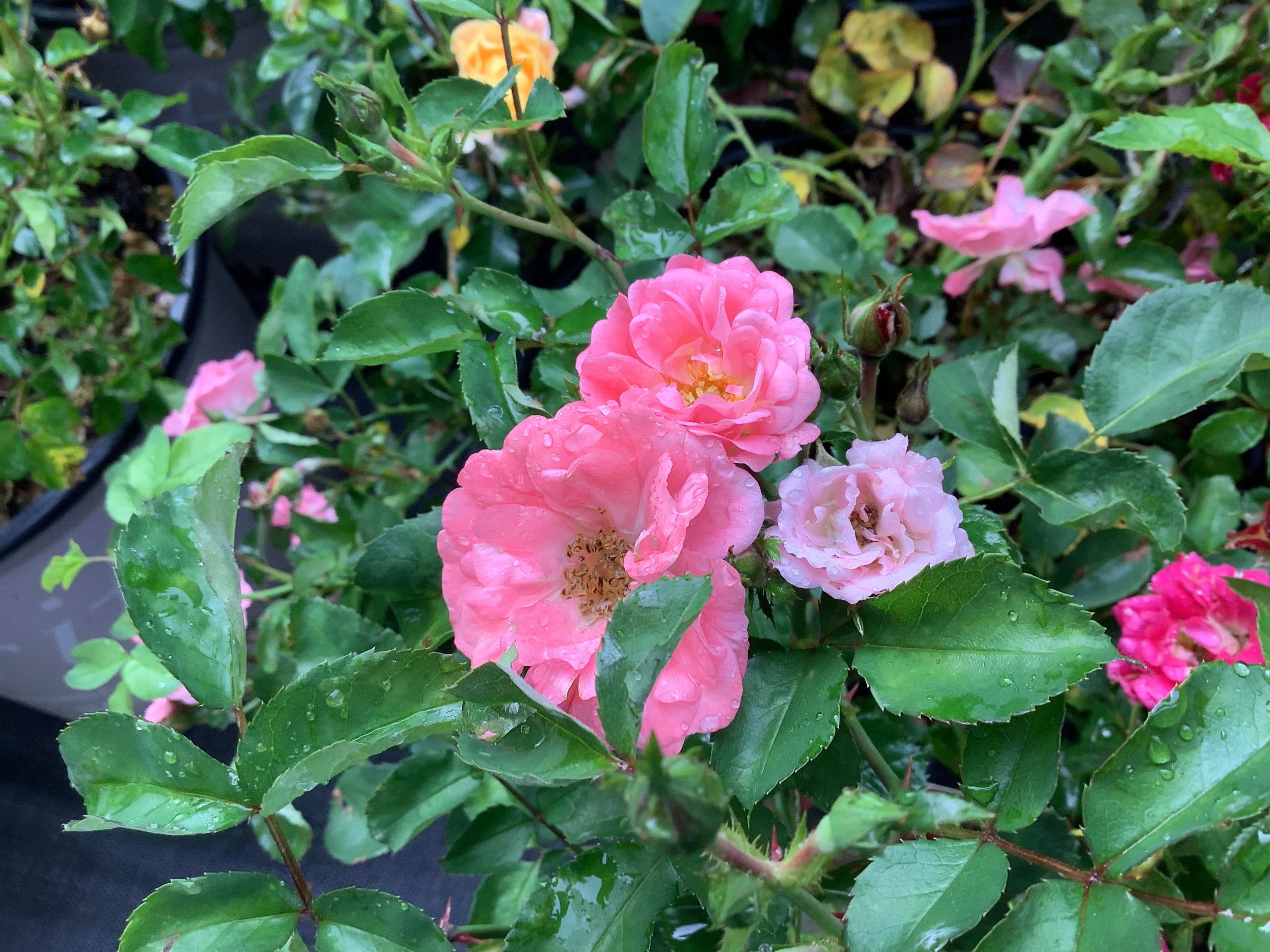 Drift Rose, Coral (M)