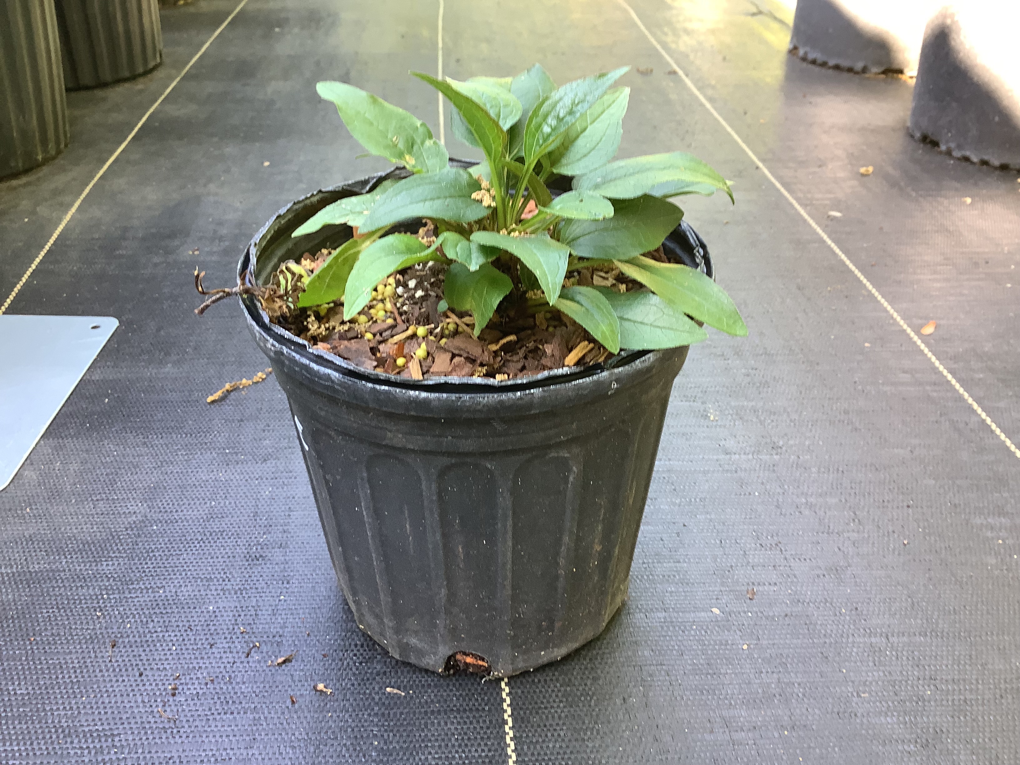 Echinacea (Cone Flower), Powwow Wildberry