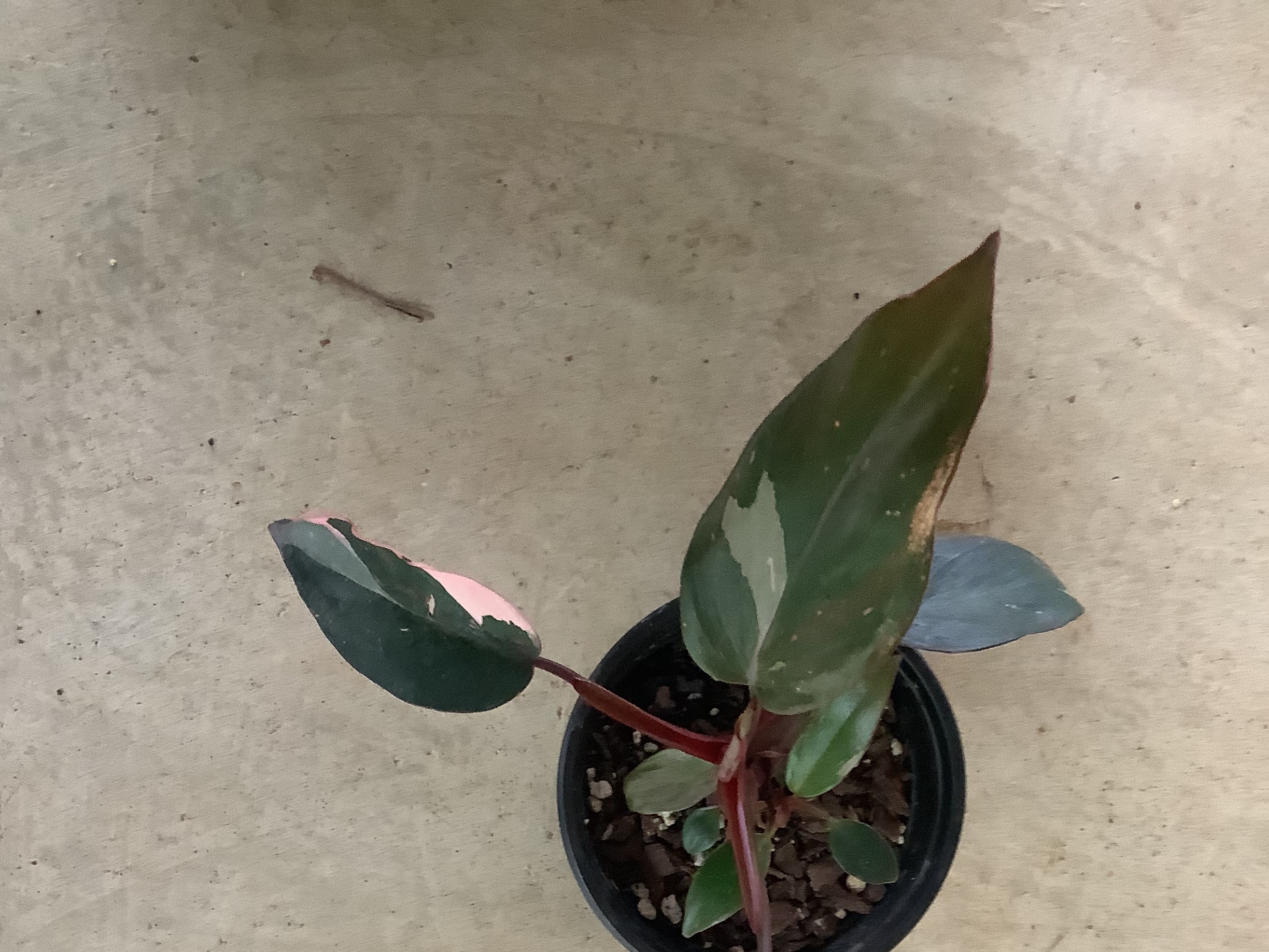 Houseplant - Philodendron (Pink Princess)