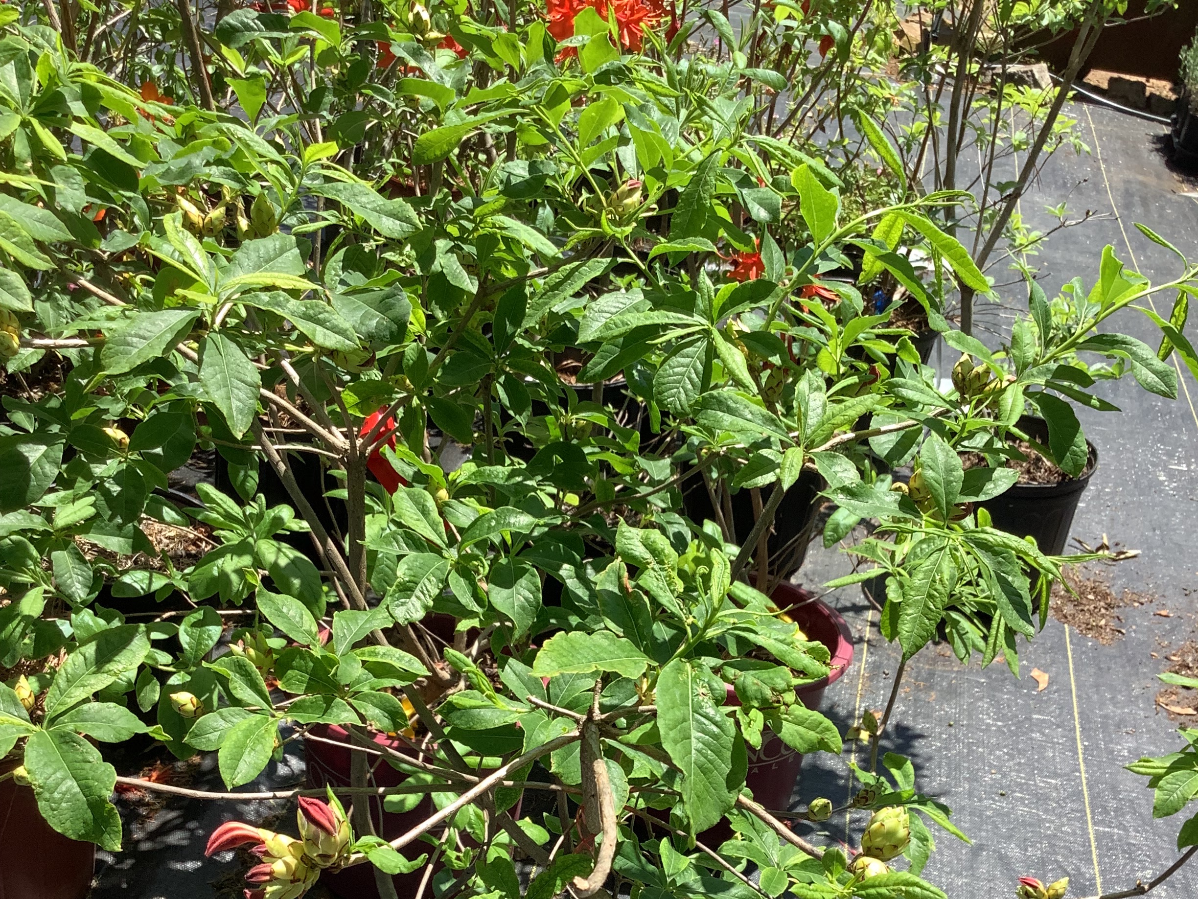 Azalea, Native - Ed Stephens Red Oconee (M)