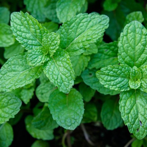 Mint bundle