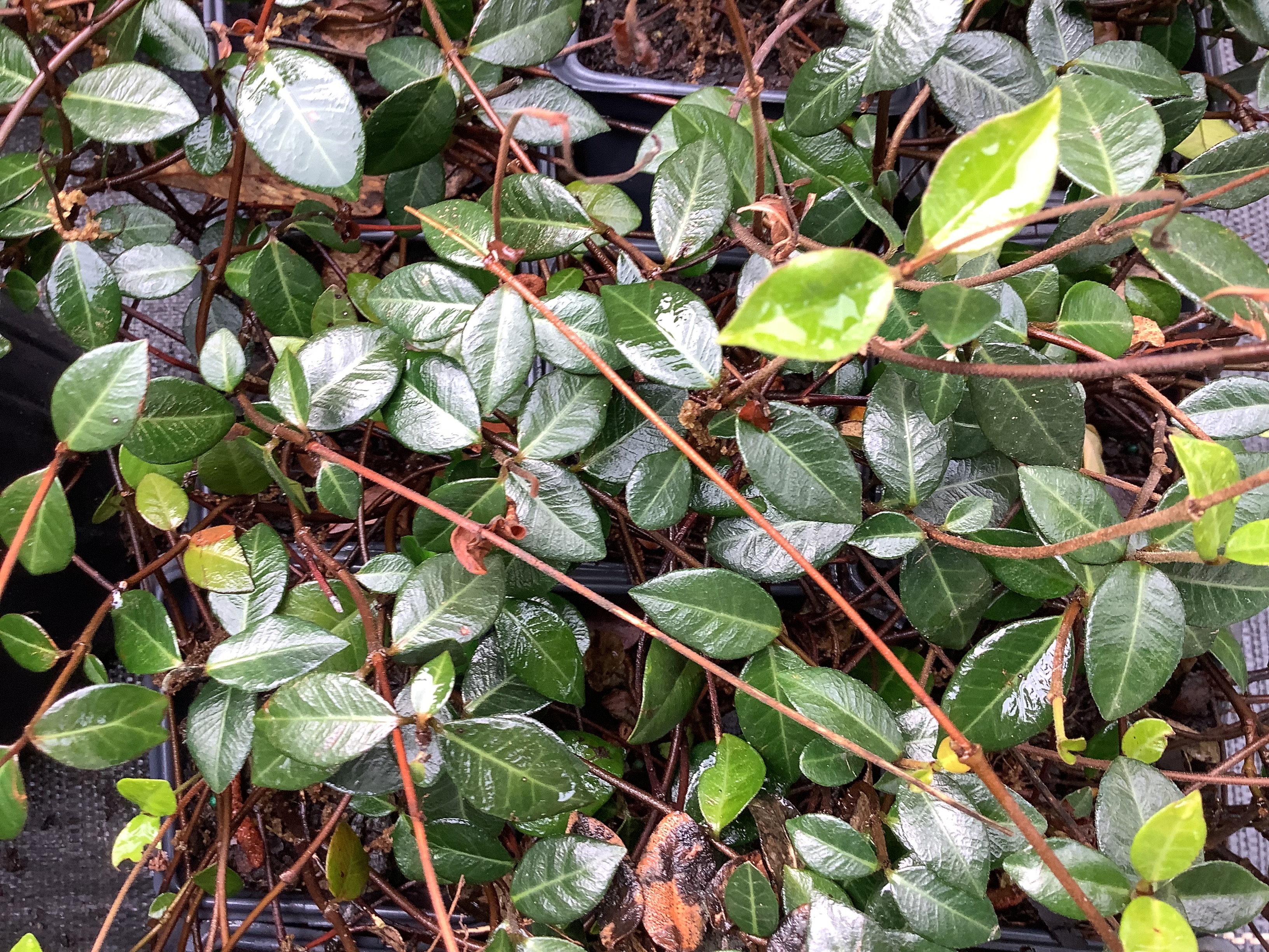 Jasmine, Asiatic (XS)