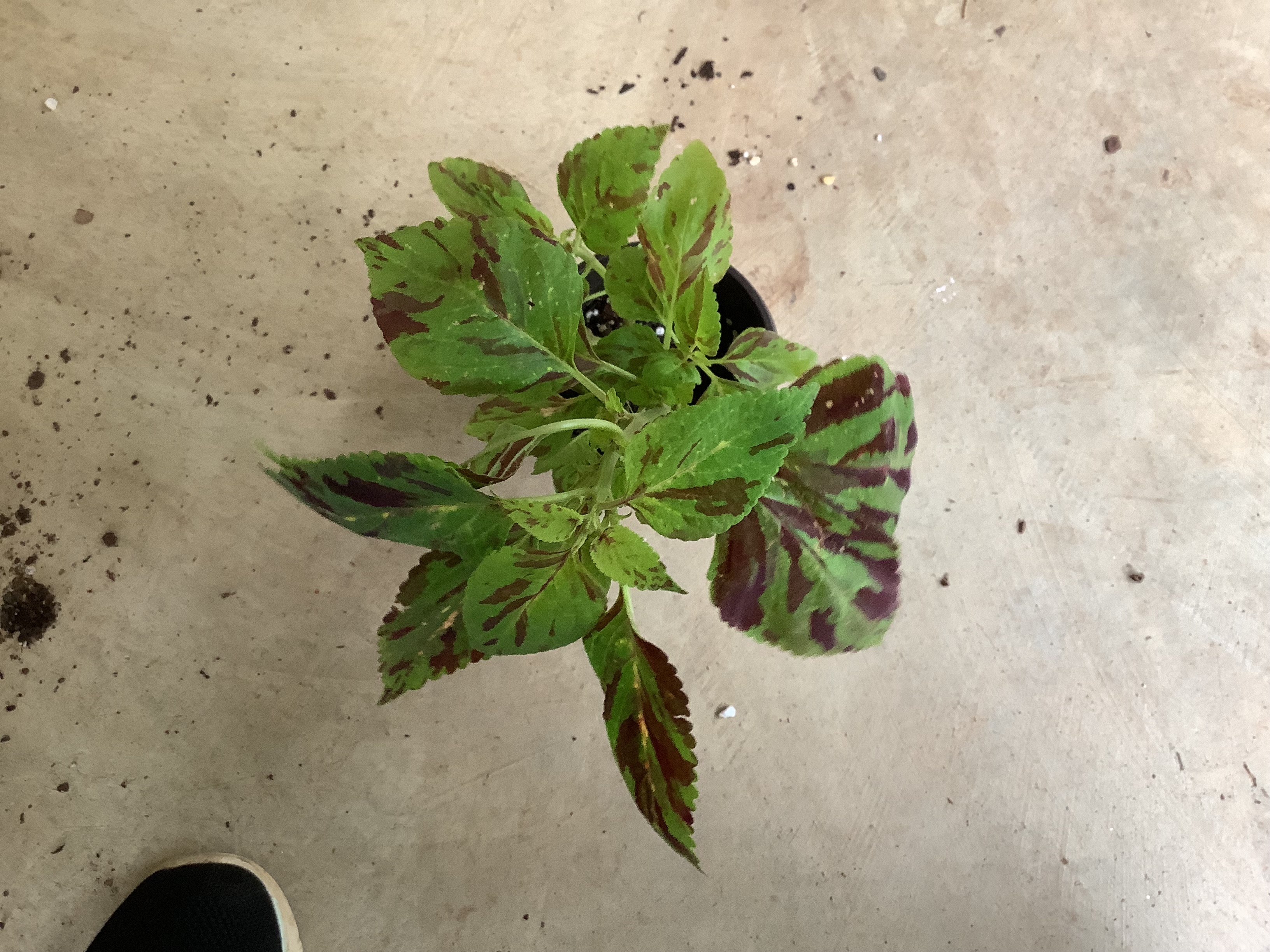 Houseplant - Folia (Mosaic)