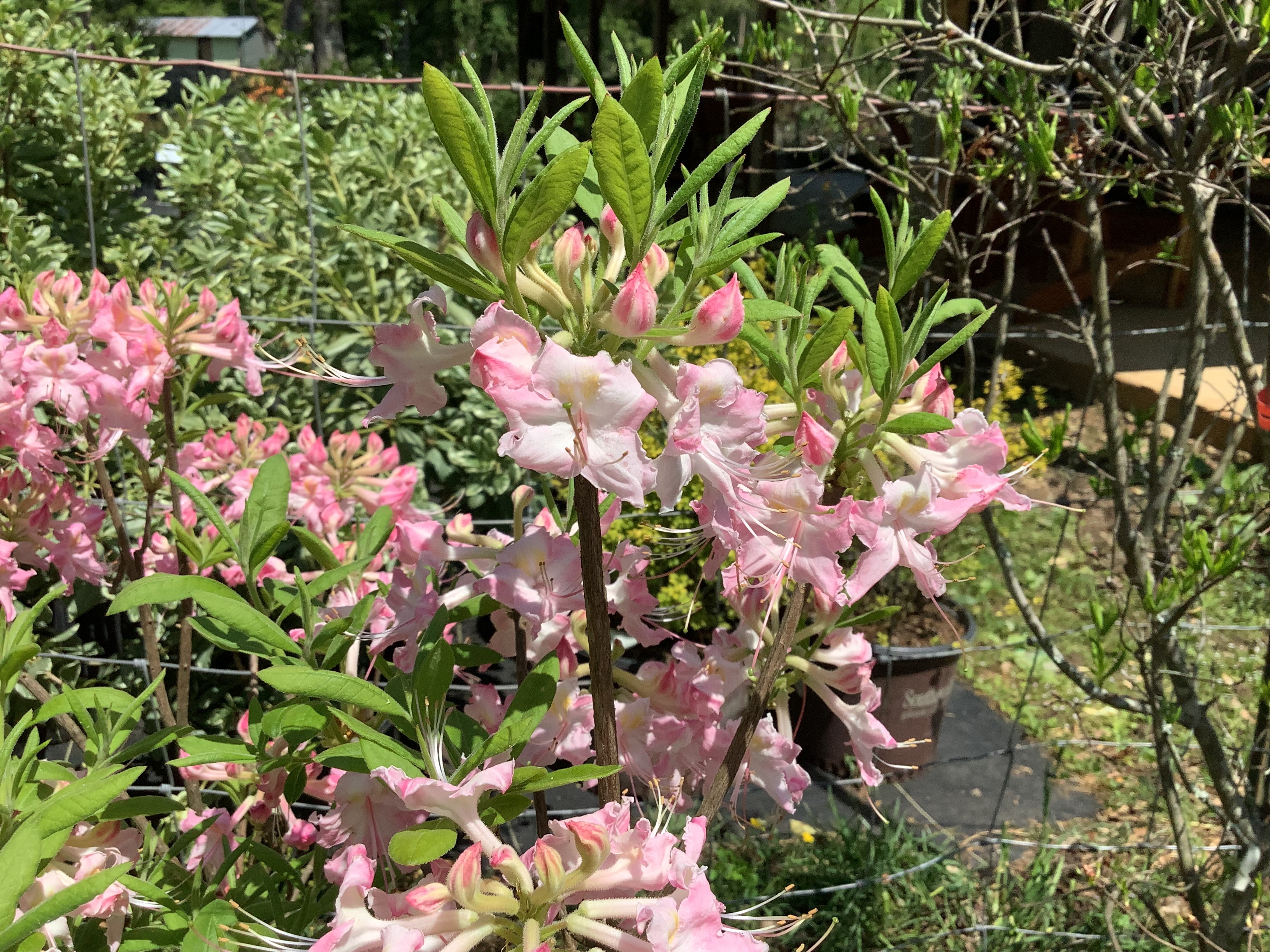 Azalea, Native - Mel Rose Pink (M)