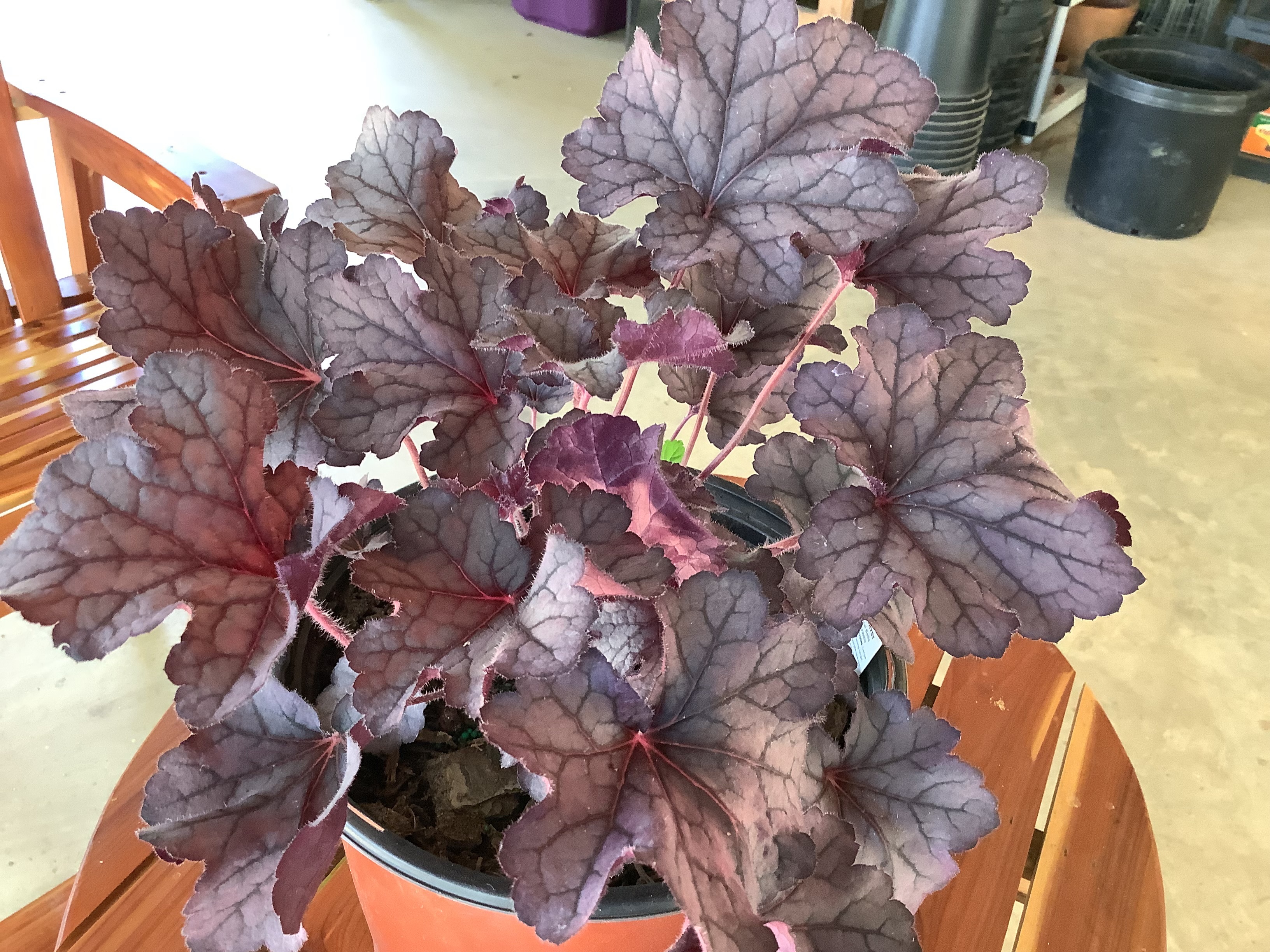 Heucherella, Grande Amethyst (S)