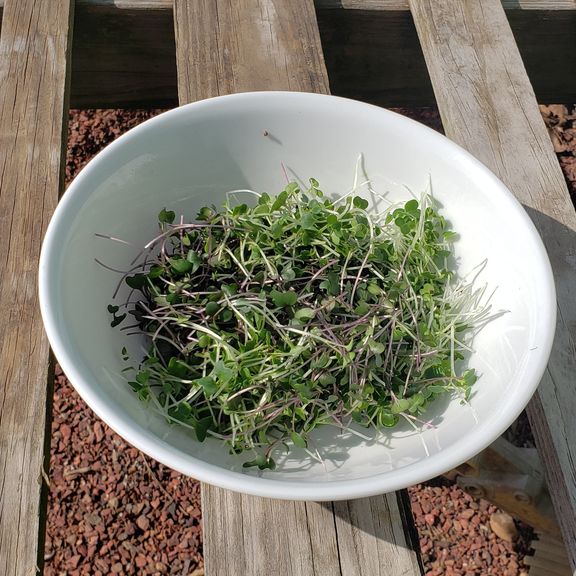 Microgreens Sunflower