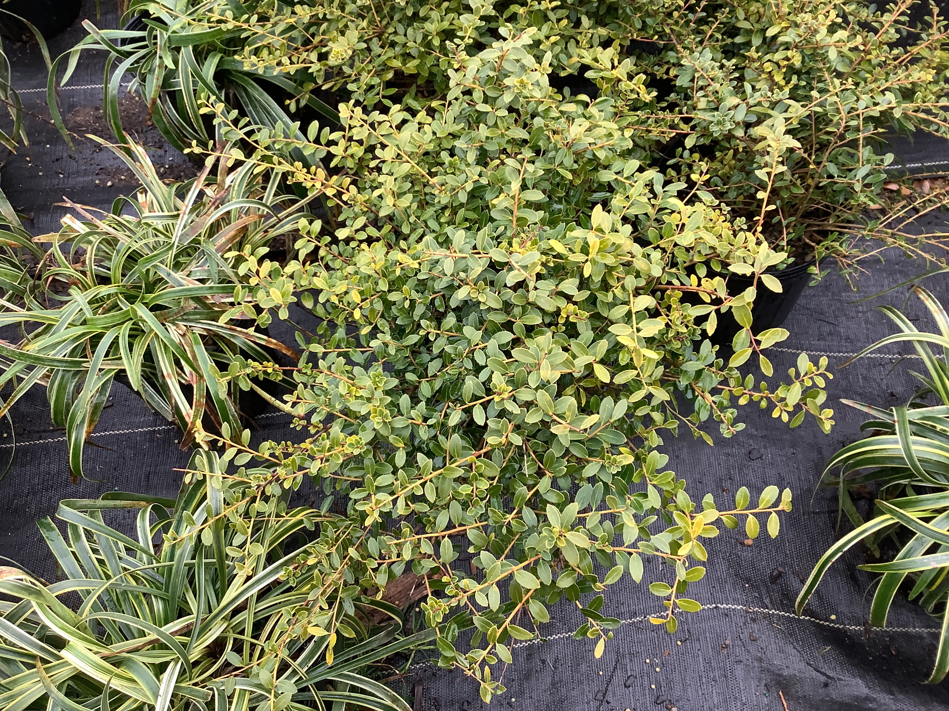Holly, Yaupon (S)