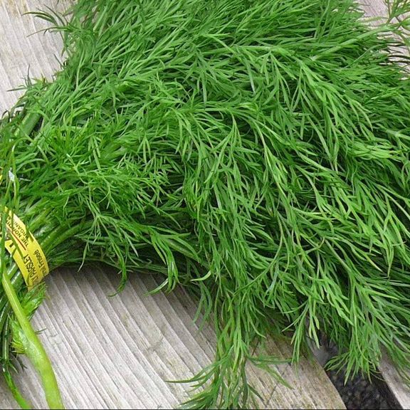 Dill Bundle