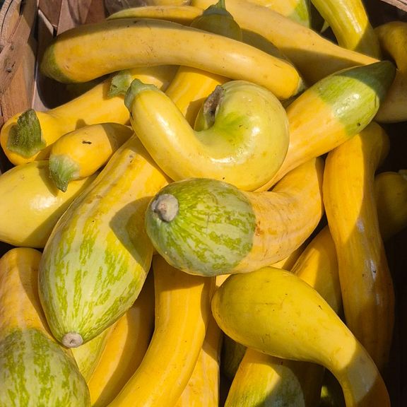 Summer Yellow Squash\pound
