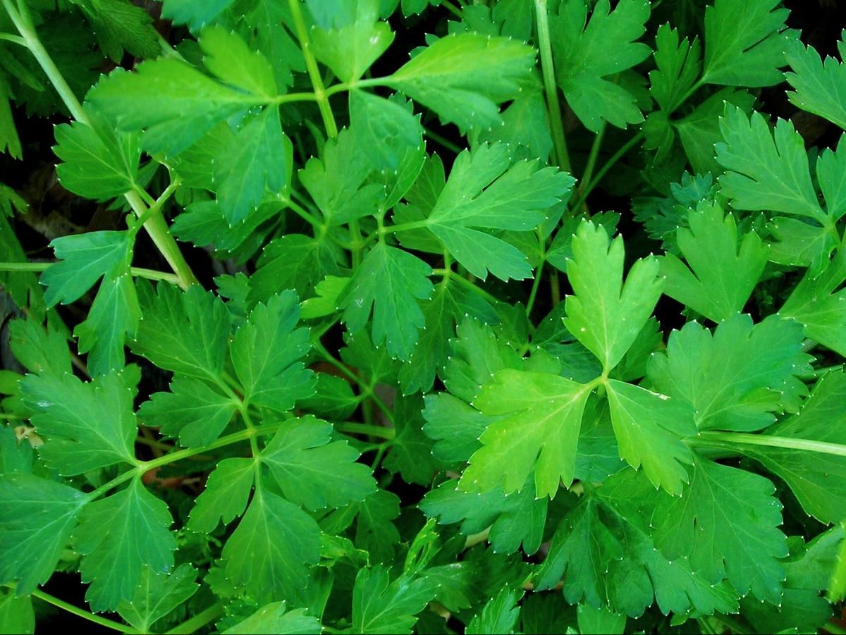 Seed - Parsley, Dark Green Italian (Plain Leaf)