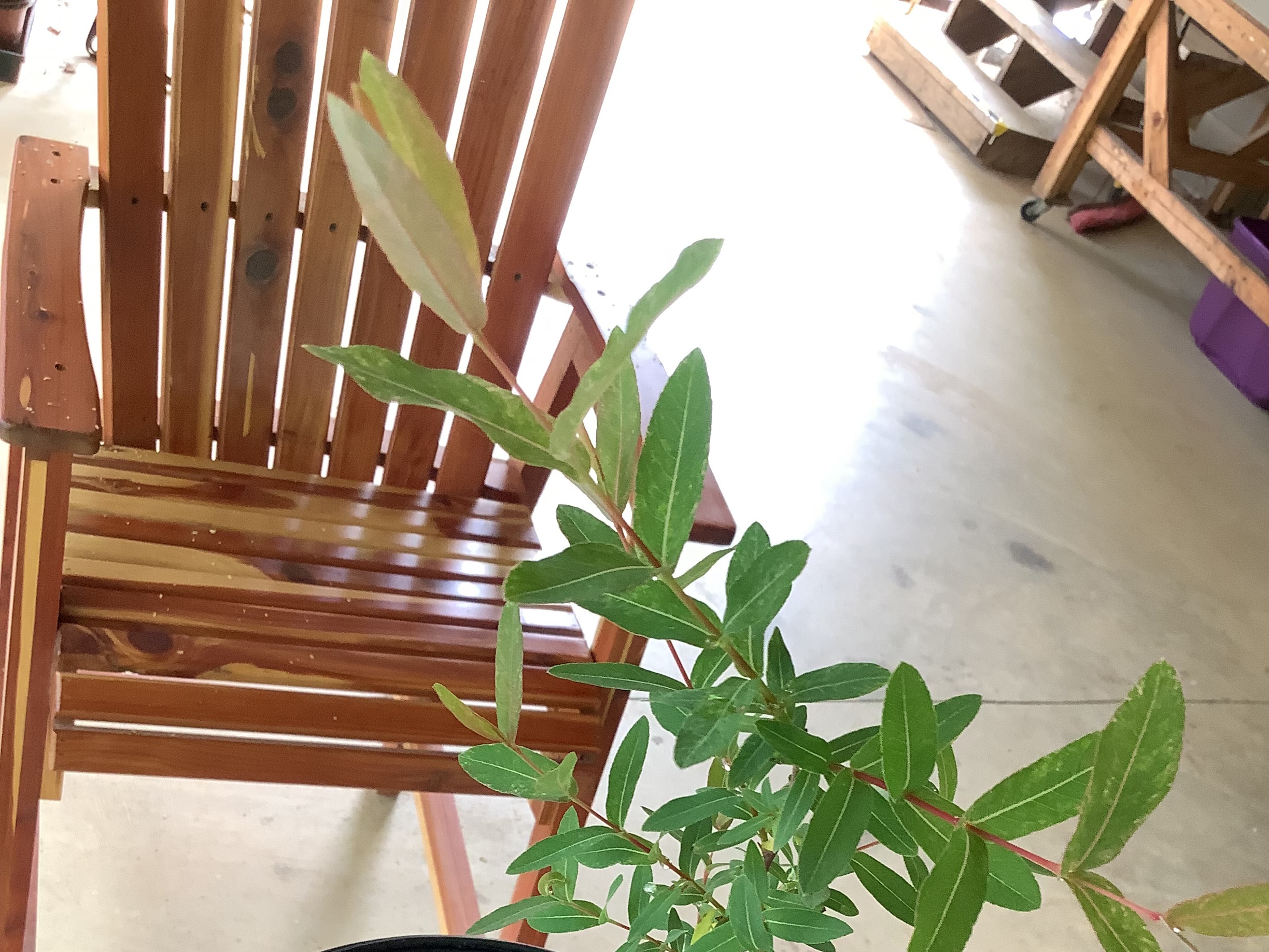 Tricolor Willow