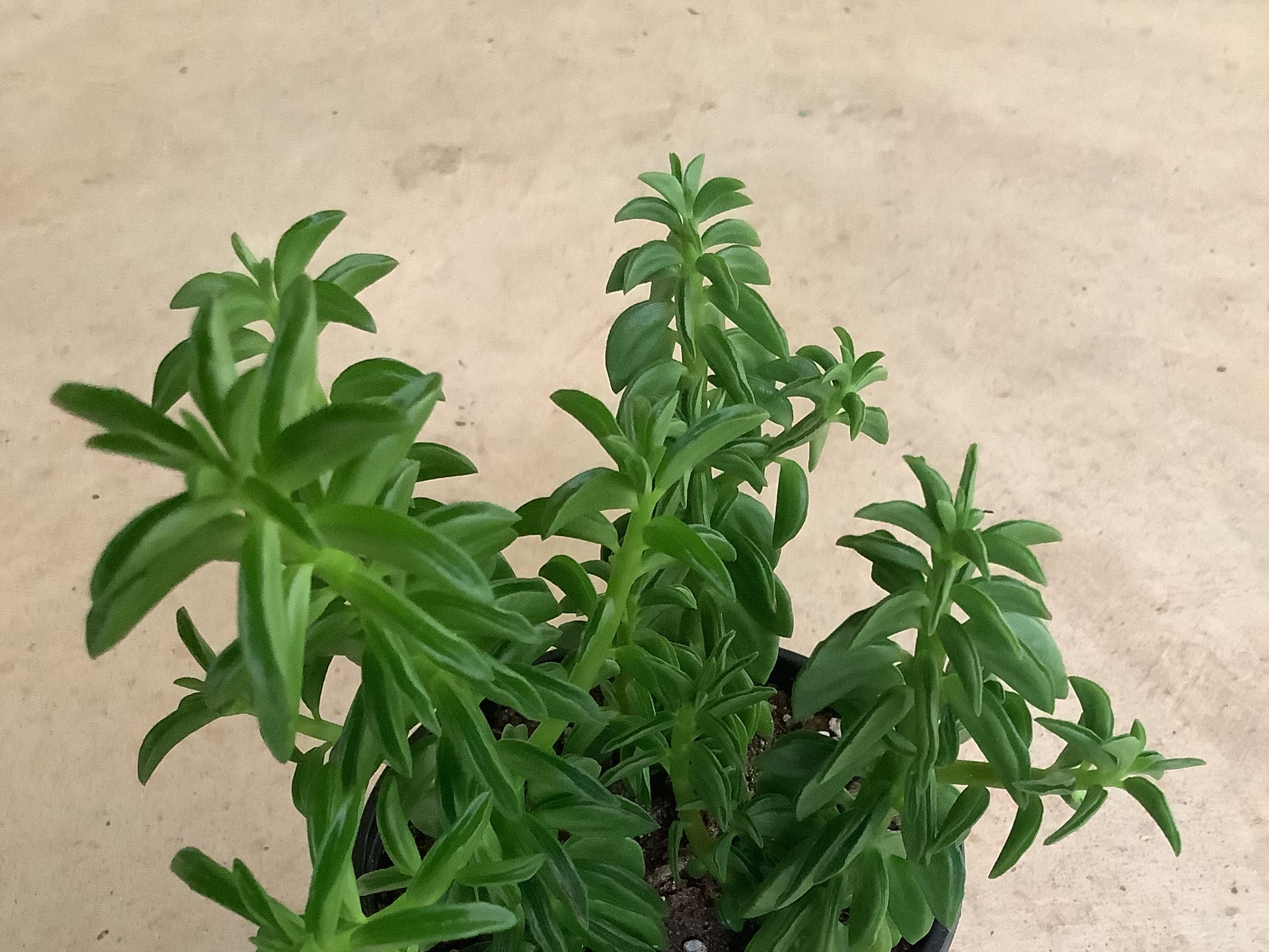 Houseplant Peperomia