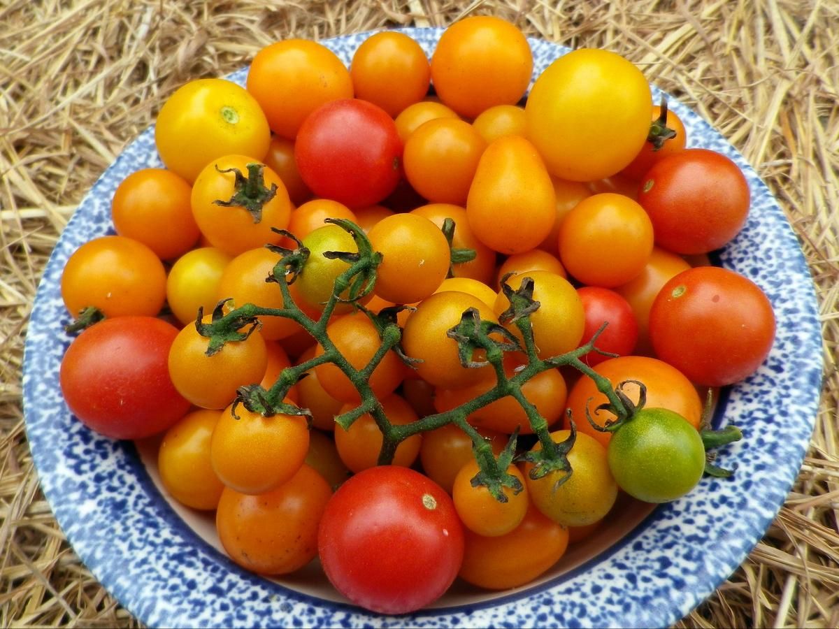 Seed - Cherry Tomato, Amy's Apricot