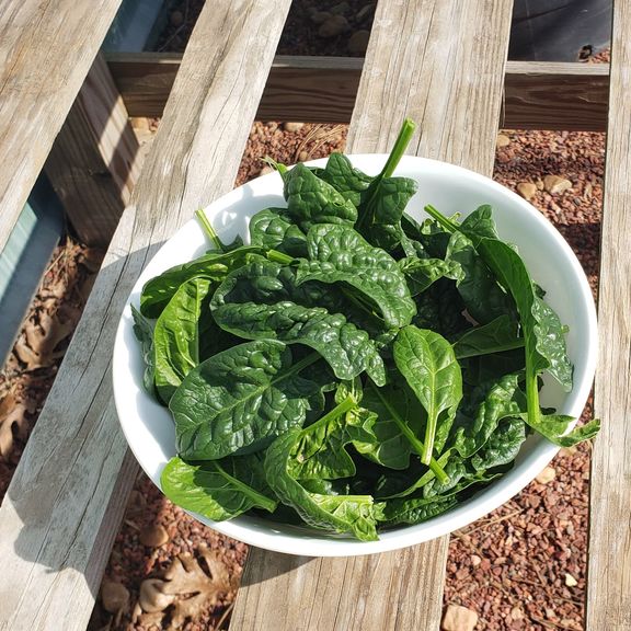 Spinach (5 oz)