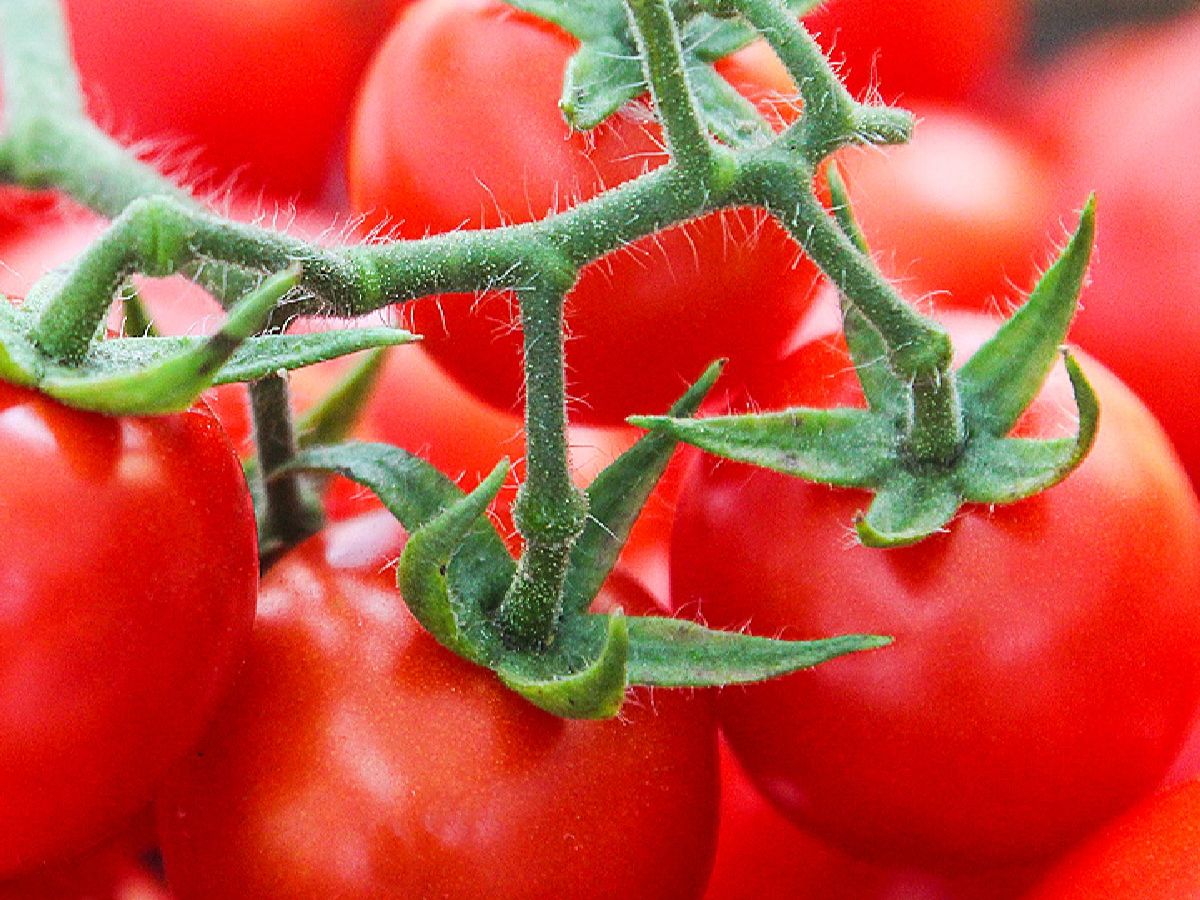 Add - Cherry Tomatoes.