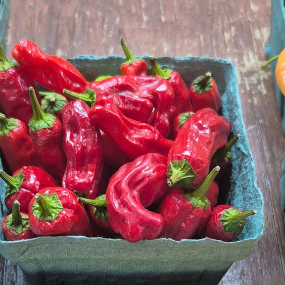Shishito Sweet Peppers Pint