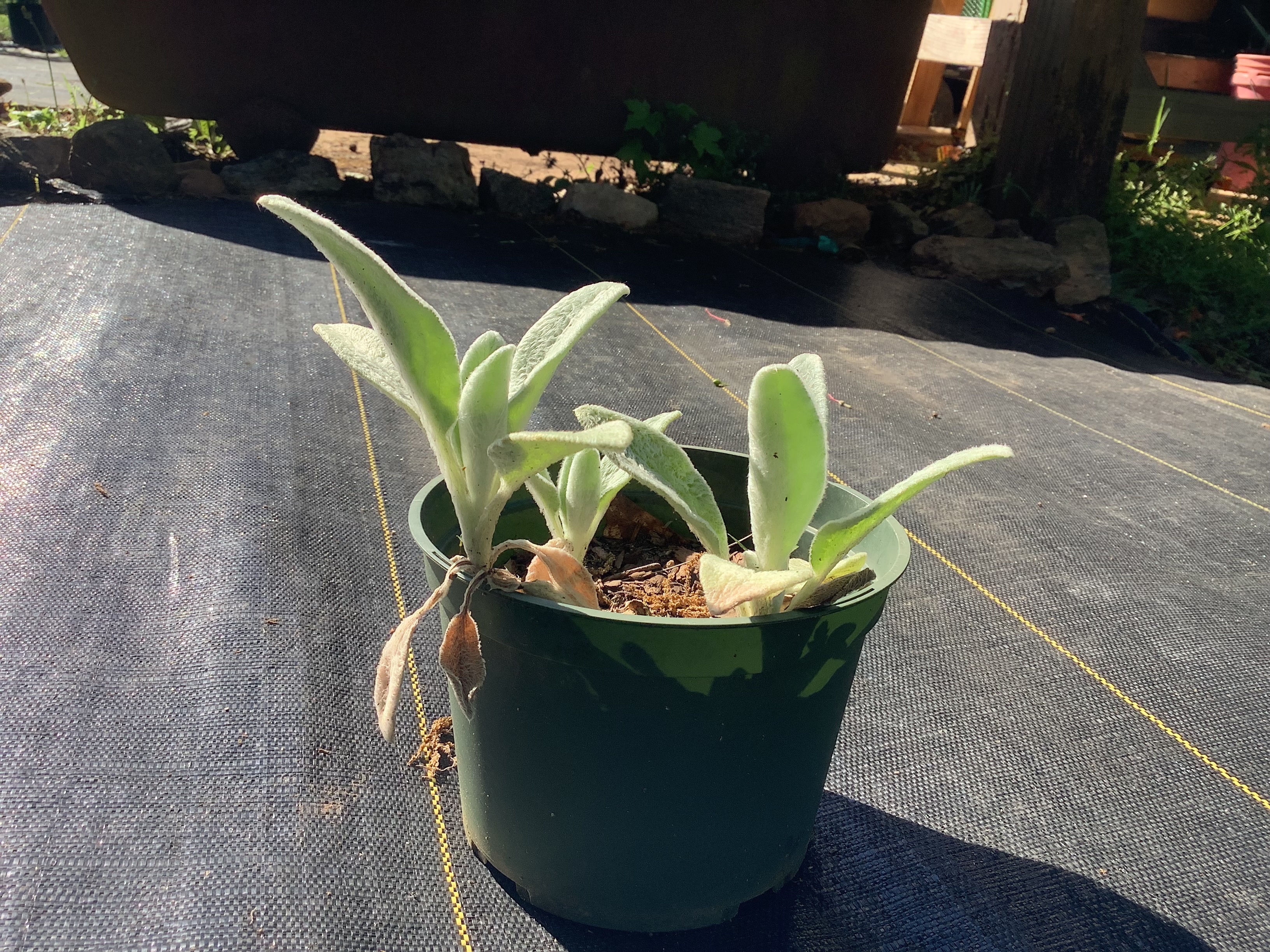 Lamb’s Ear (S)