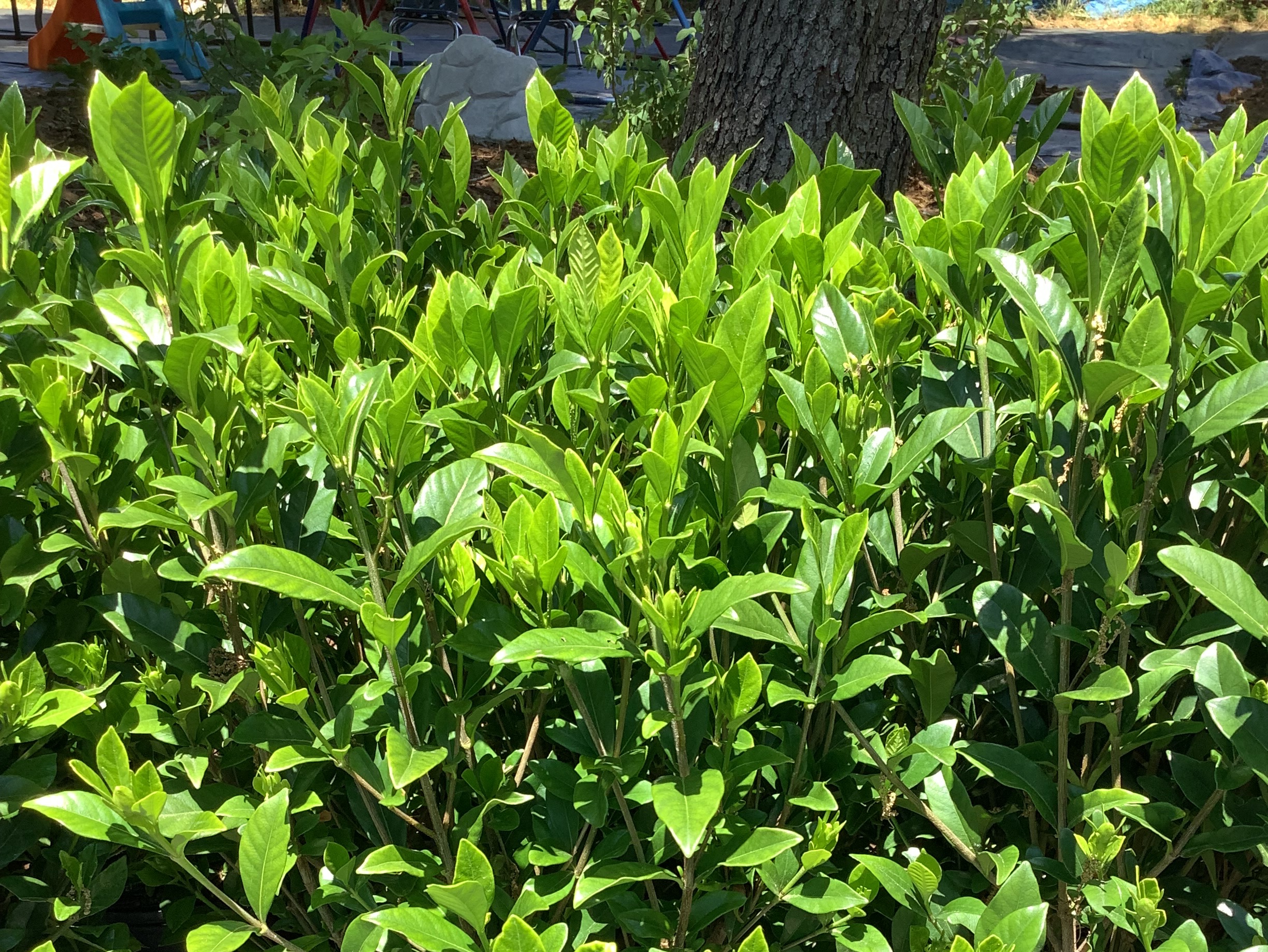 Gardenia, August Beauty (M)
