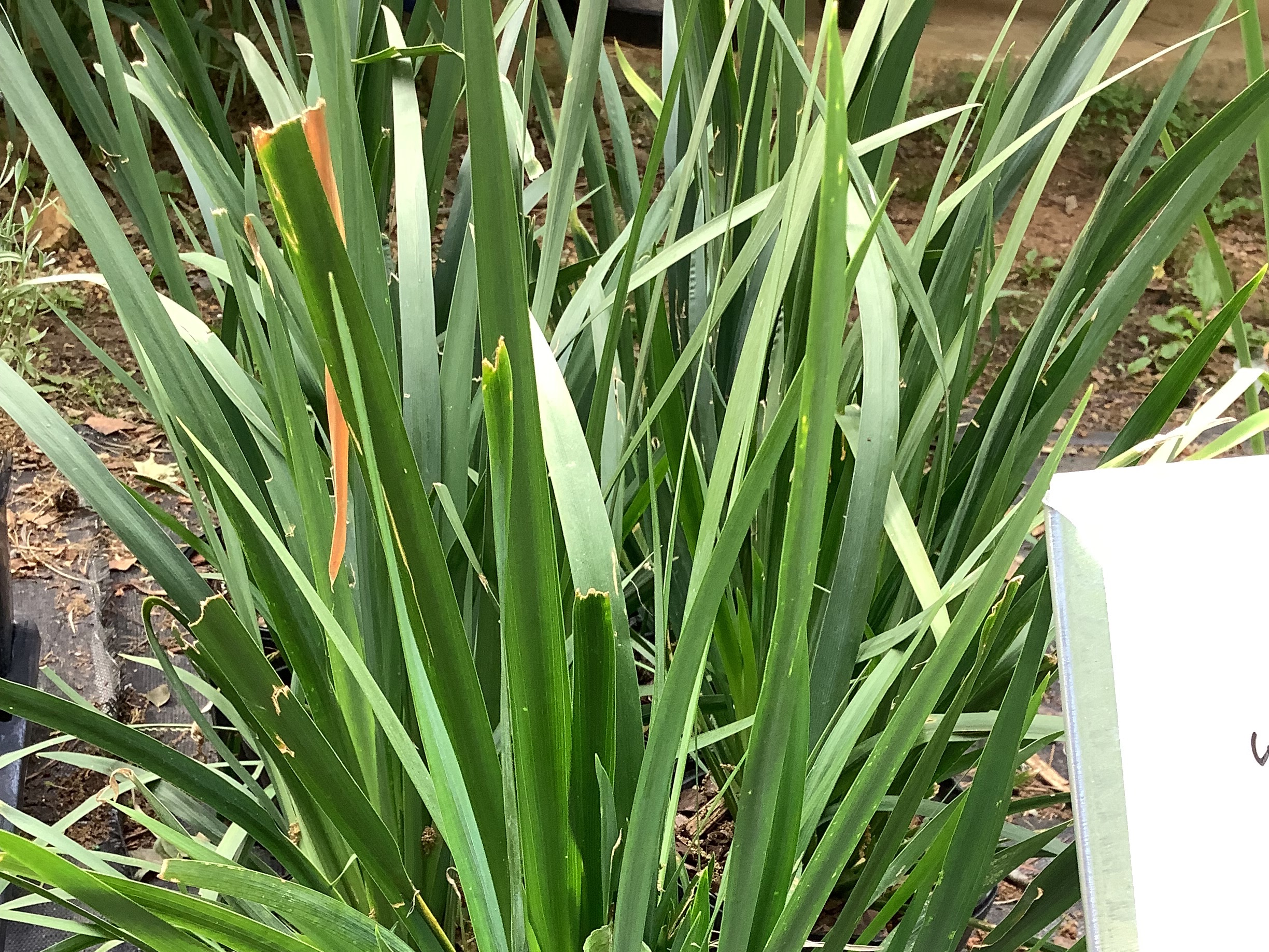 Iris, Dutch Discovery (S)