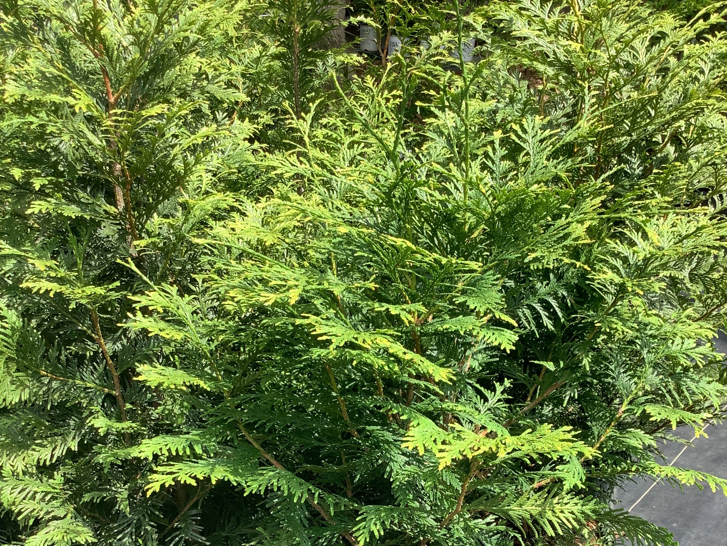 Arborvitae, Green Giant (L)
