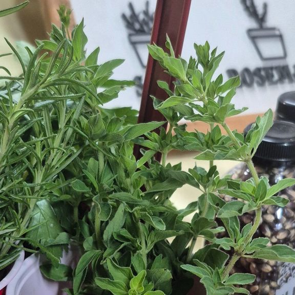 Oregano bundle