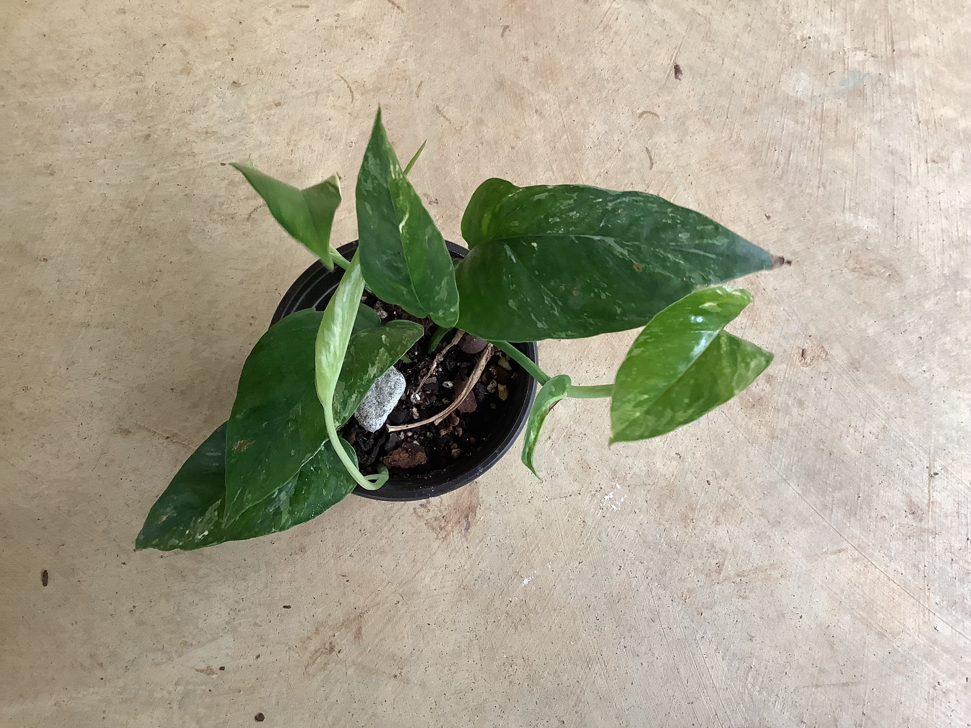 Houseplant - Pothos (Albo)
