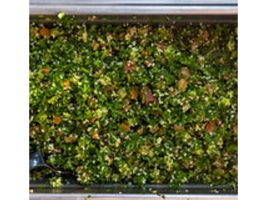 LARGE TABBOULEH SALAD