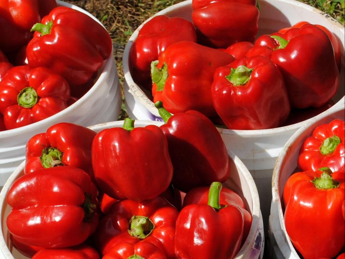 Seed - Sweet Pepper, Bull Nose (Large Sweet Spanish) Bell