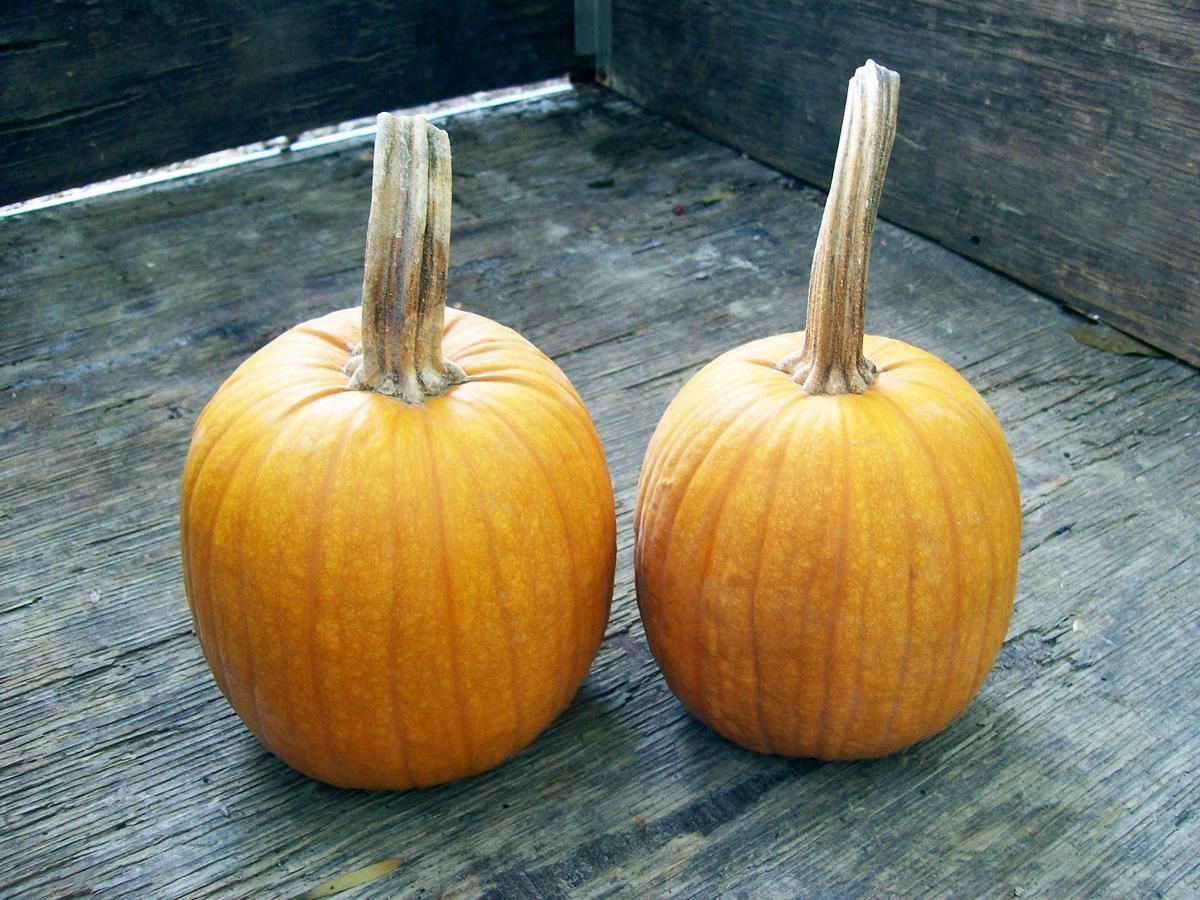 Seed - Pumpkin, Small Sugar (C. pepo)