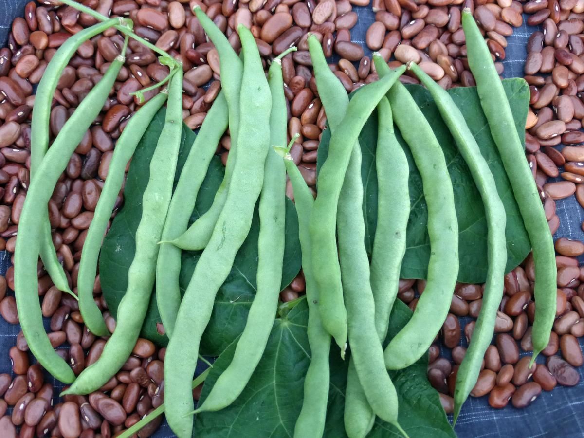 Seed - Pole Snap Bean, Kentucky Wonder (Old Homestead)
