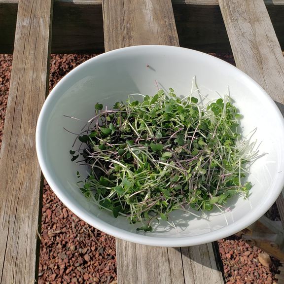 Microgreens Bokchoy
