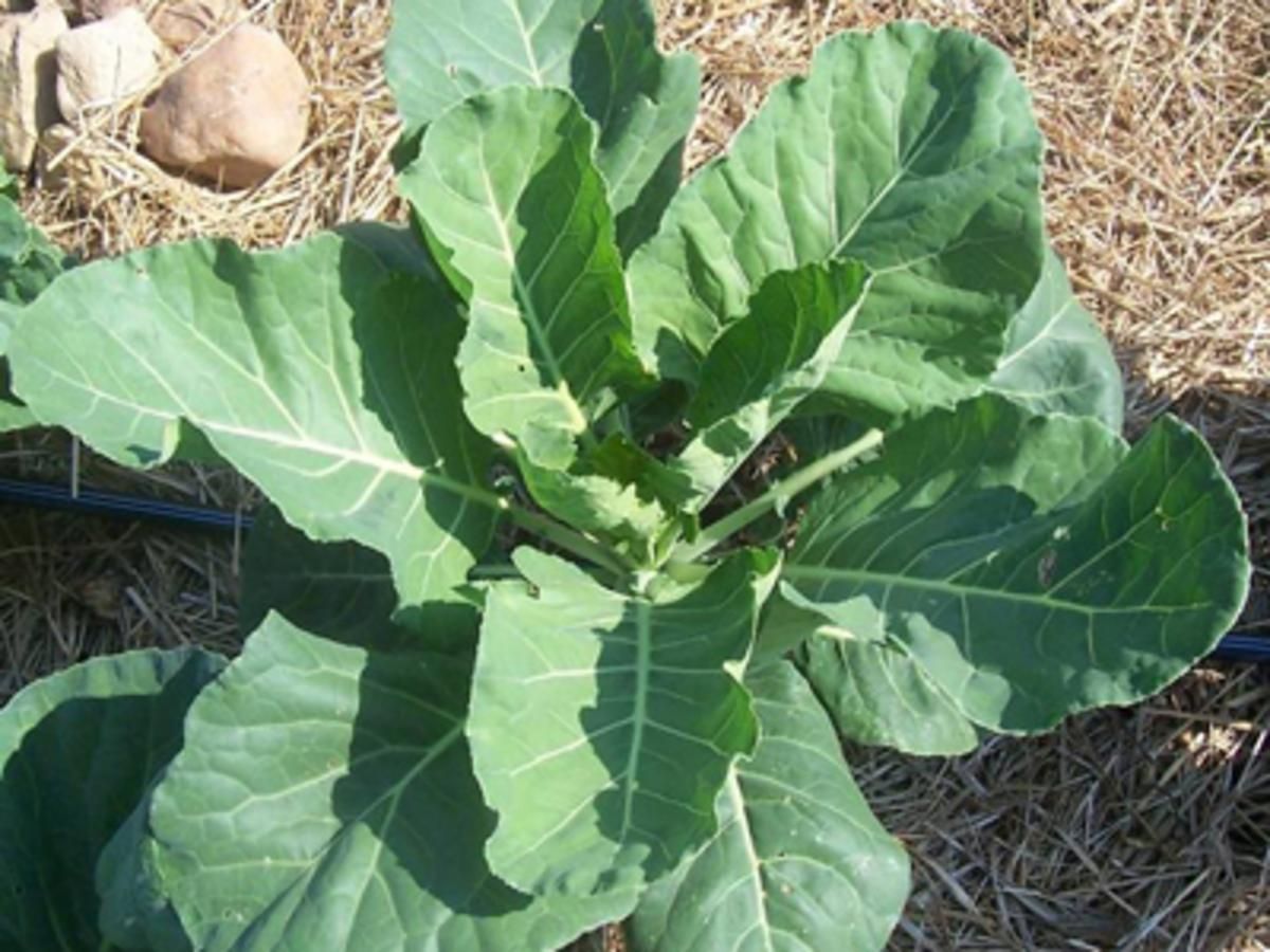 Seed - Collards, Georgia Green (Georgia Southern, Creole)