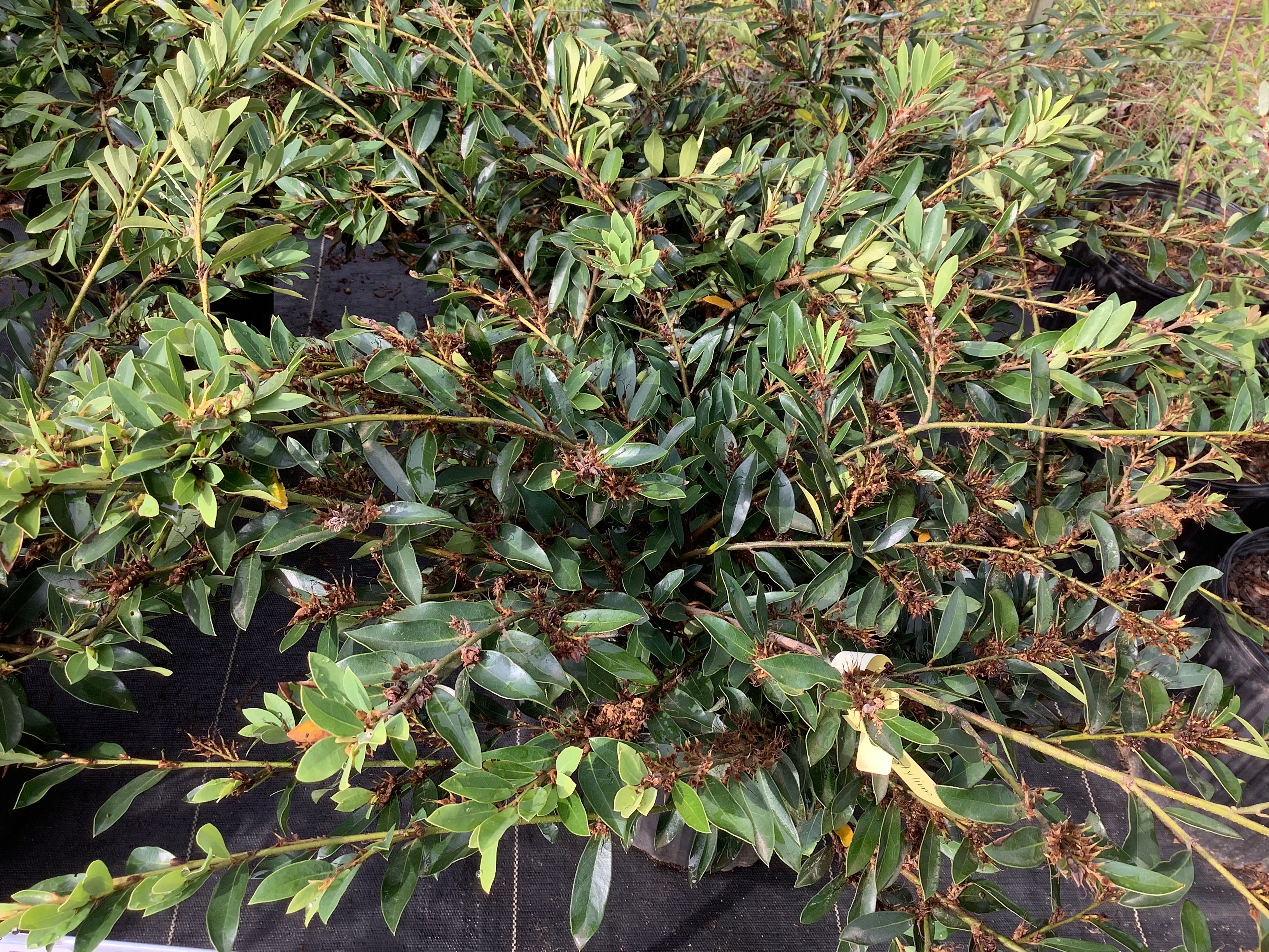 Distylium, Myrocoides (M)