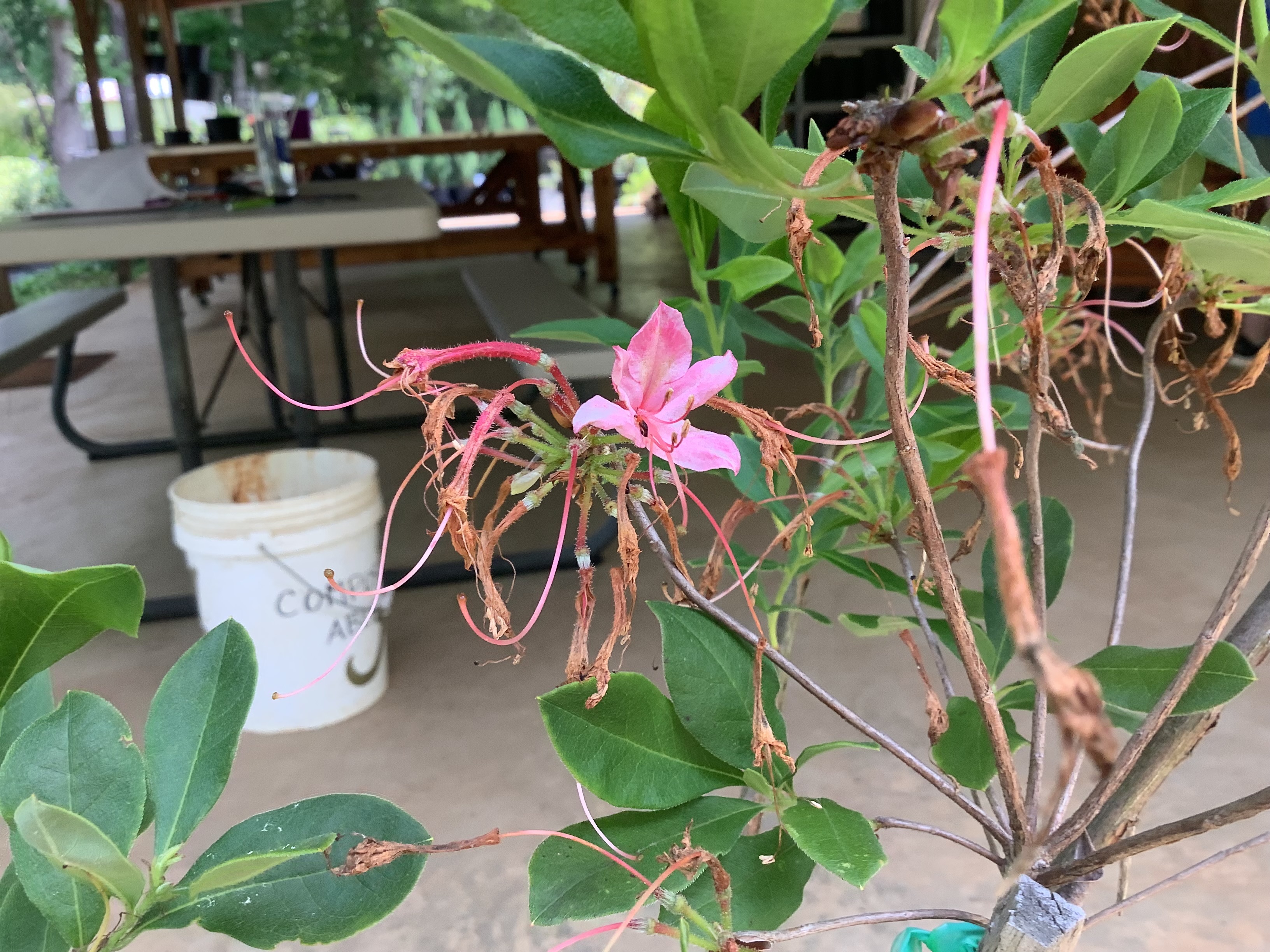 Azalea, Native - Red Hills Pink May-Bloom (M)