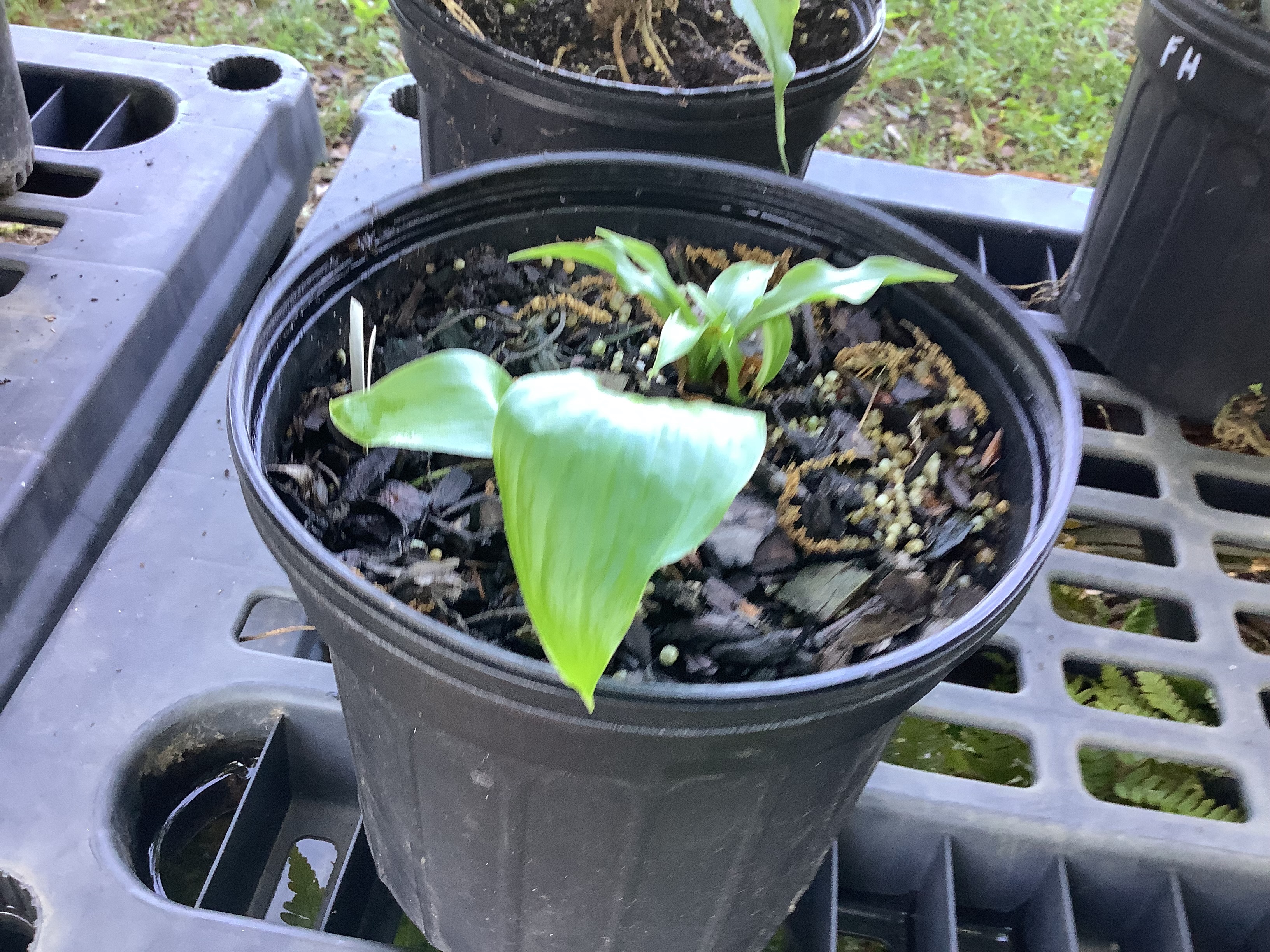 Hosta, Royal Standard (S)