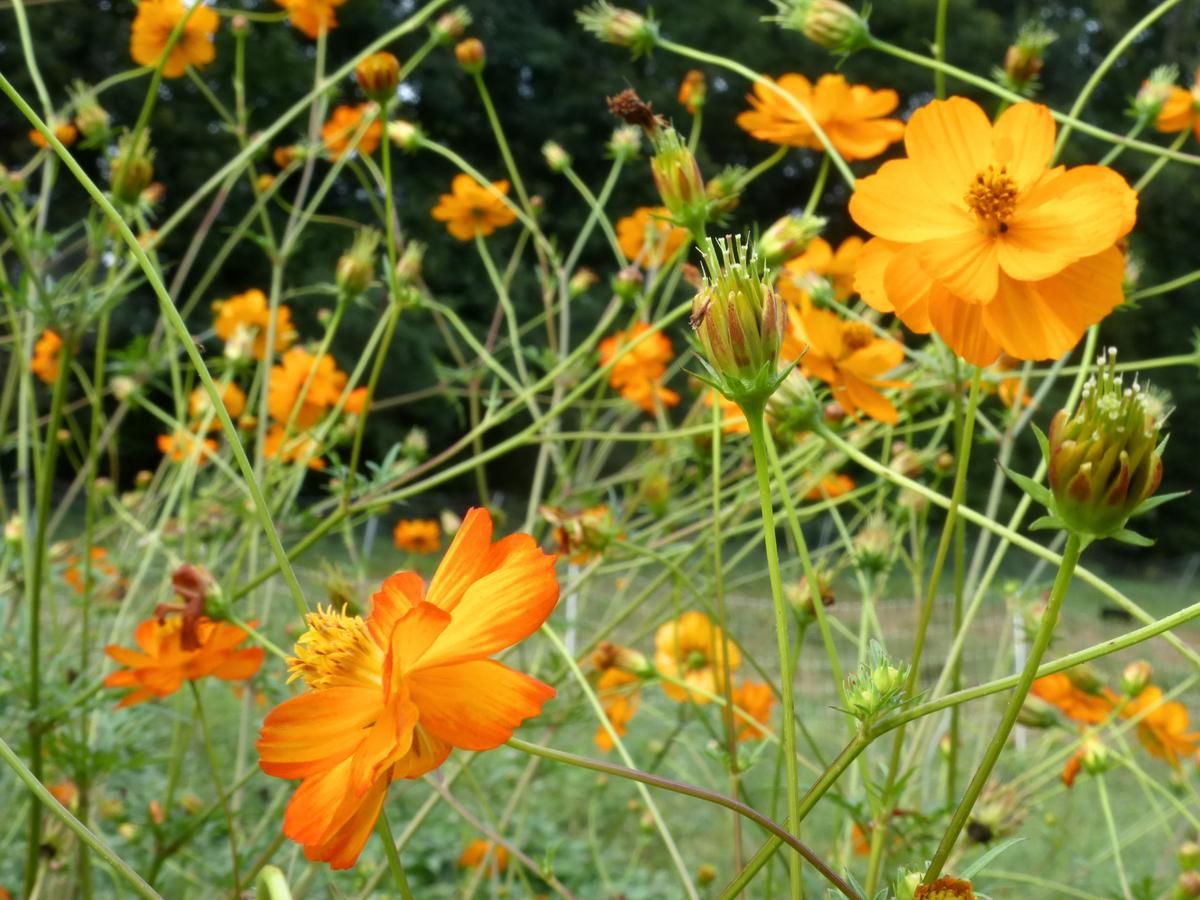 Seed - Cosmos, Mona's Orange