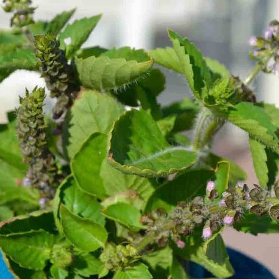 Holy Basil Bundle (great for tea)