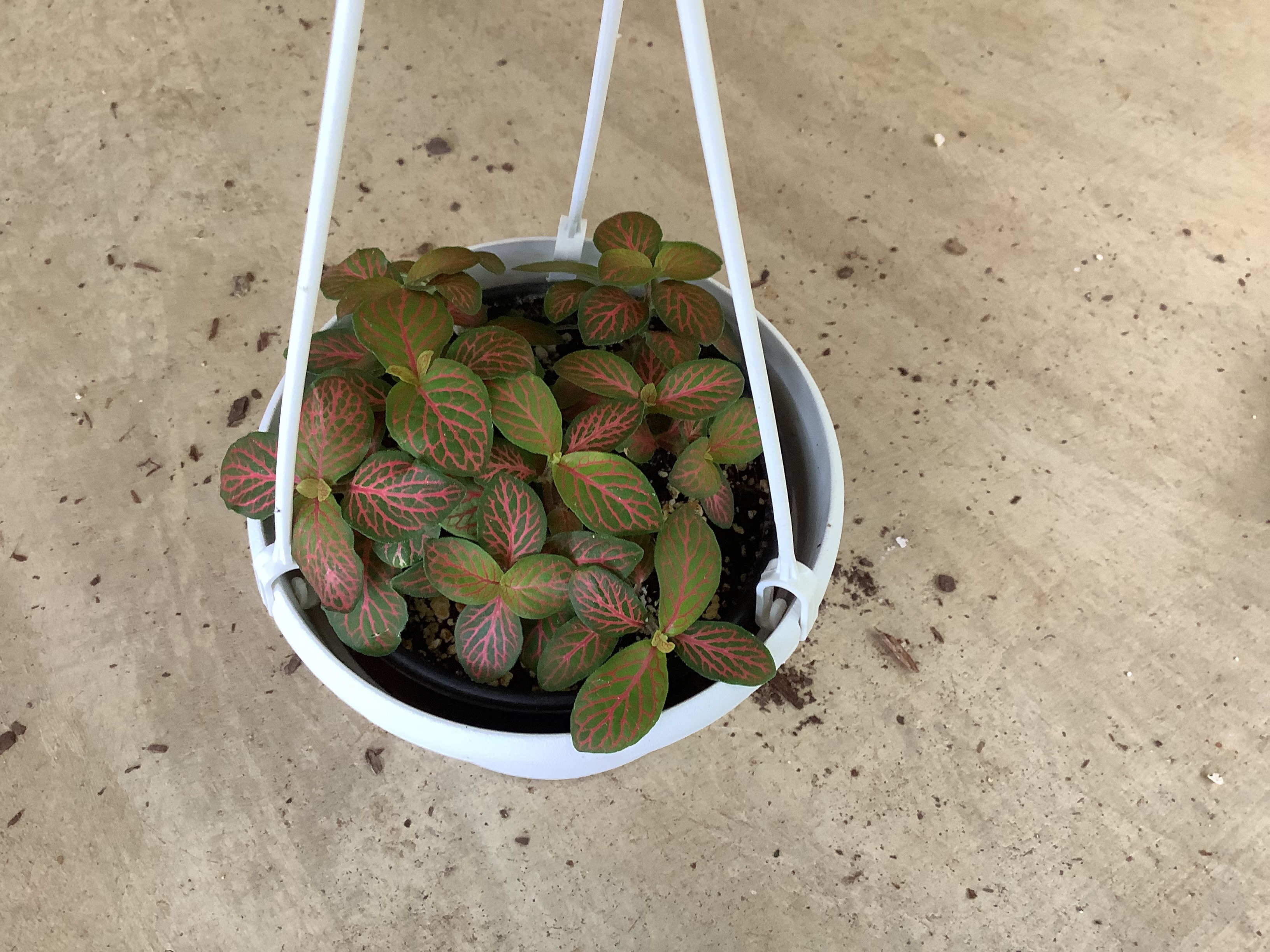 Houseplant - Fittonia (M)