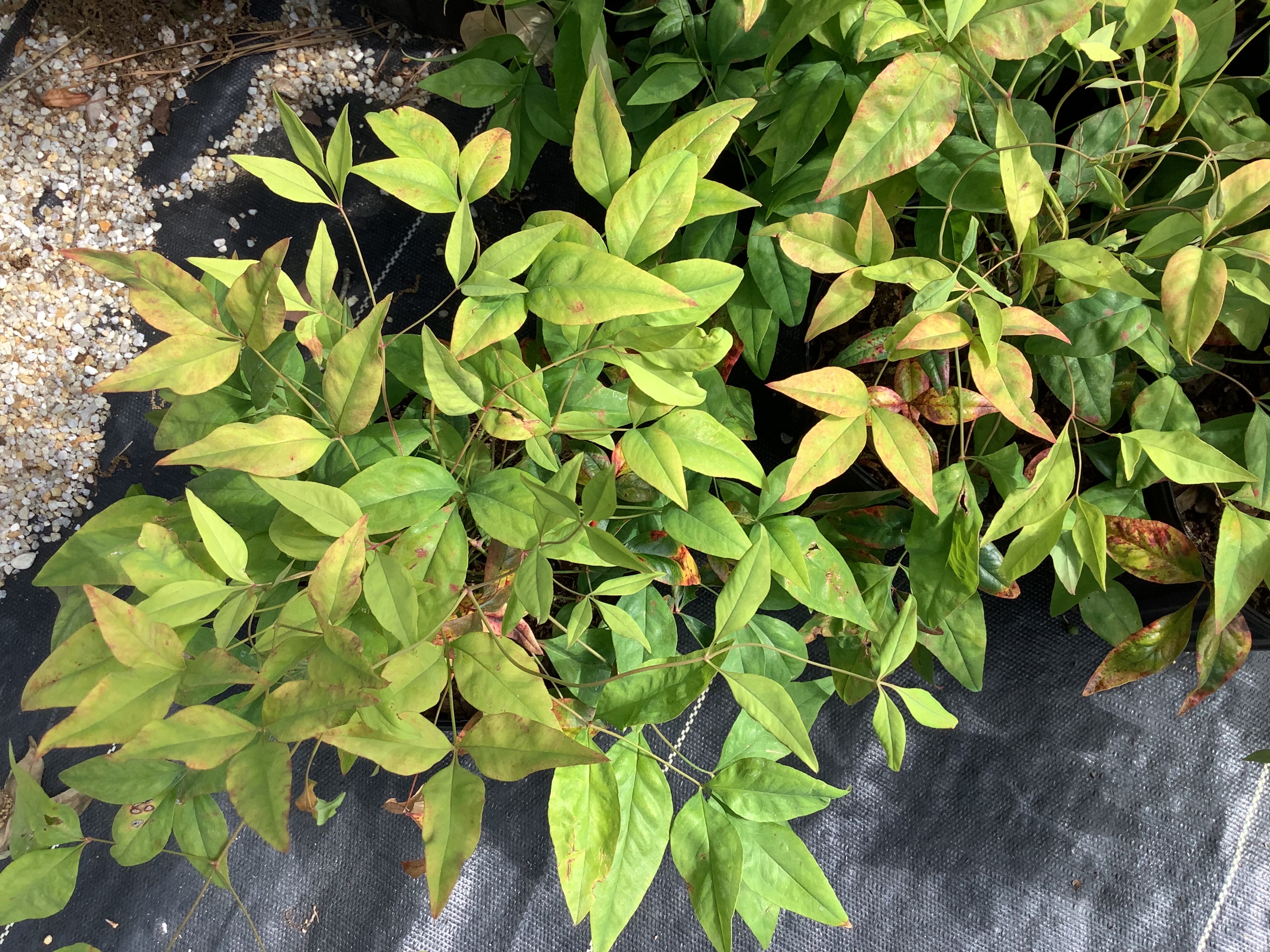 Nandina, Firepower (M)