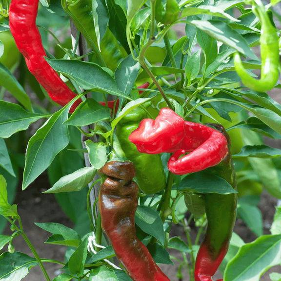 Jimmy Nardello Pepper Pint