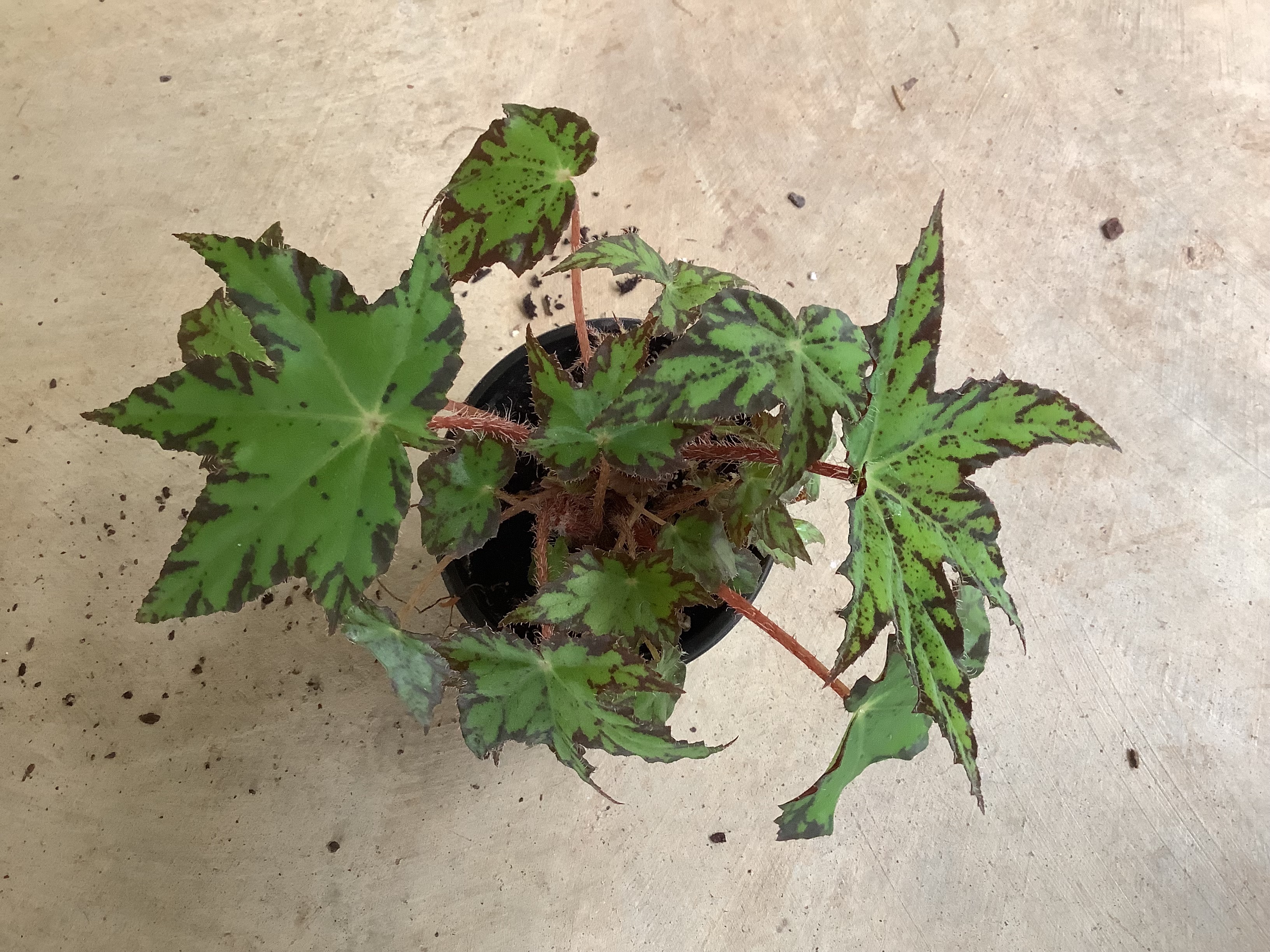 Houseplant - Begonia (Geometry)