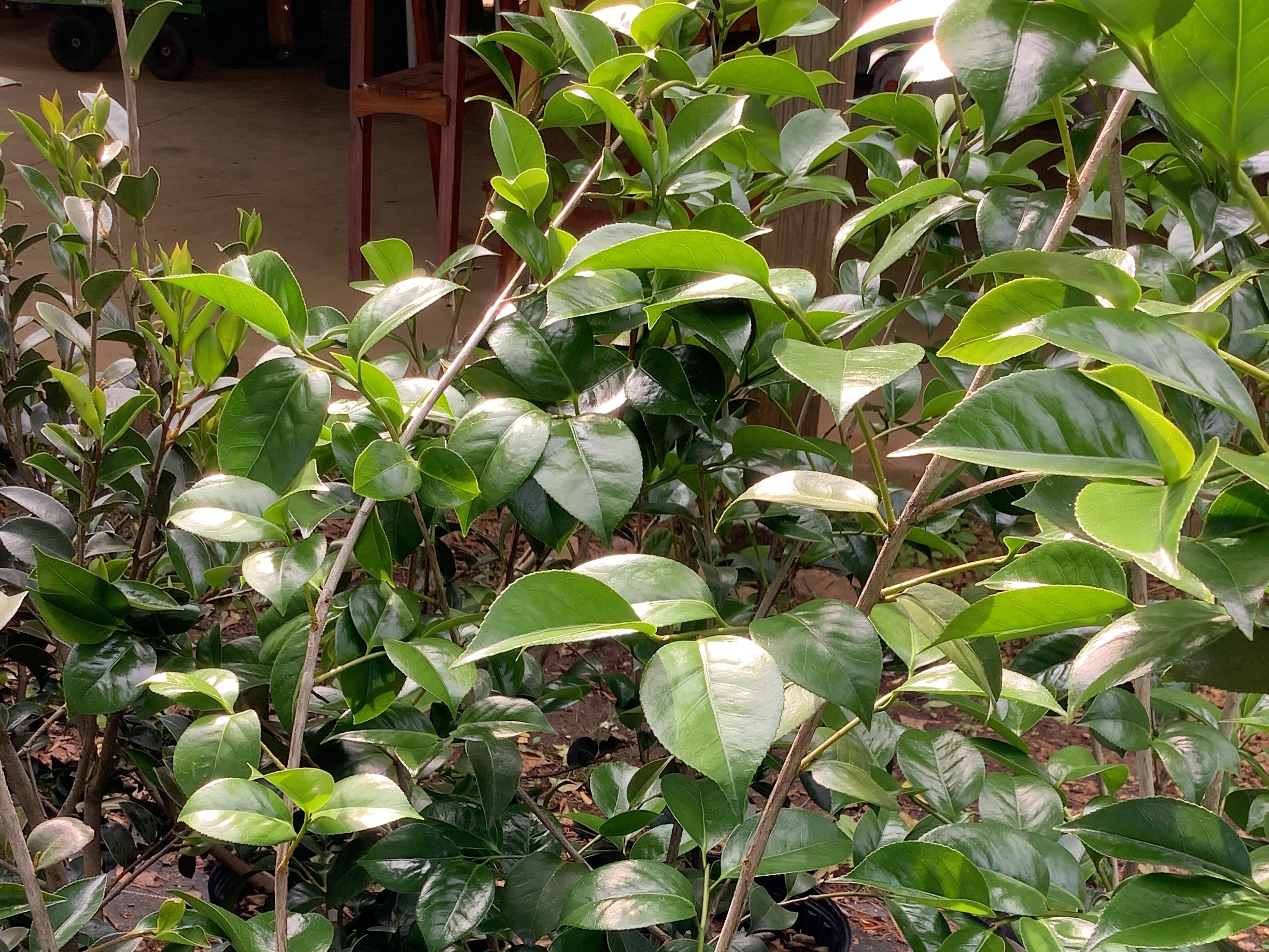 Camellia, Professor Sargent Red (M)