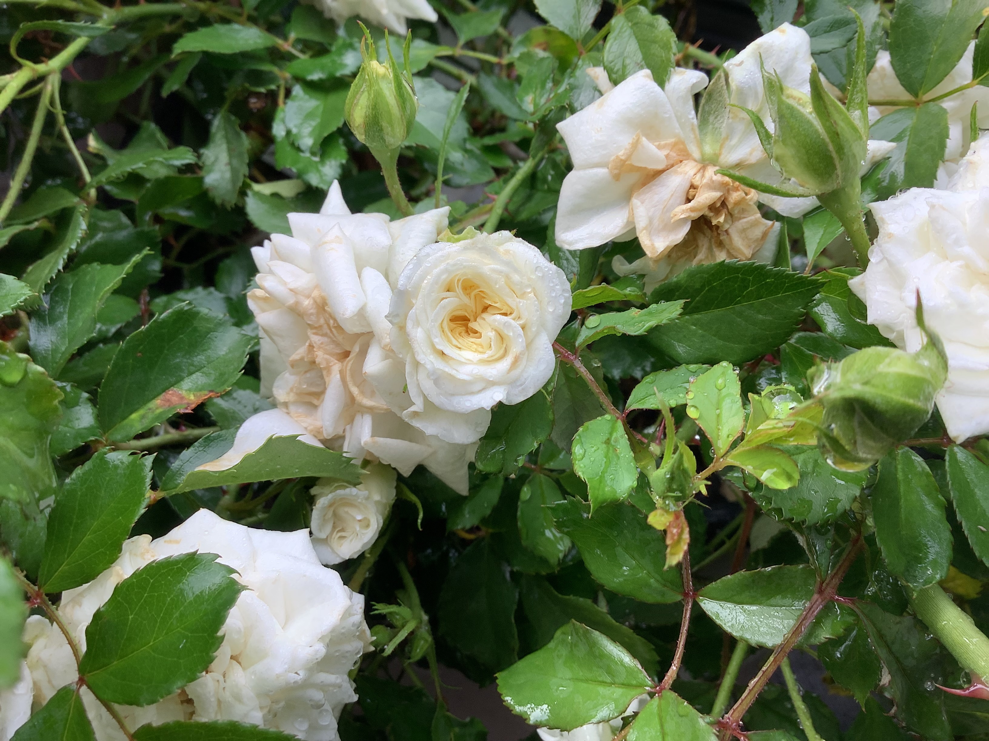 Drift Rose, White (M)