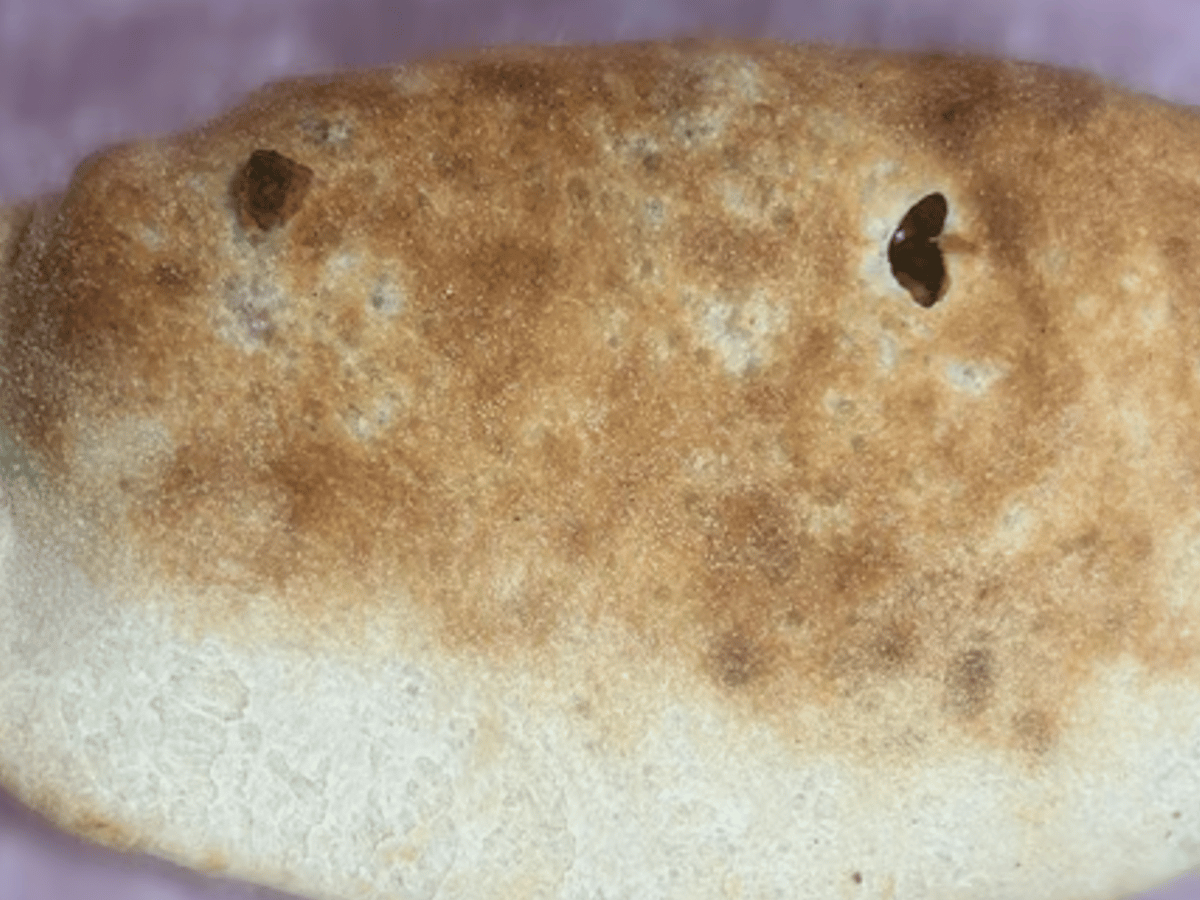 Cheese Calzones.