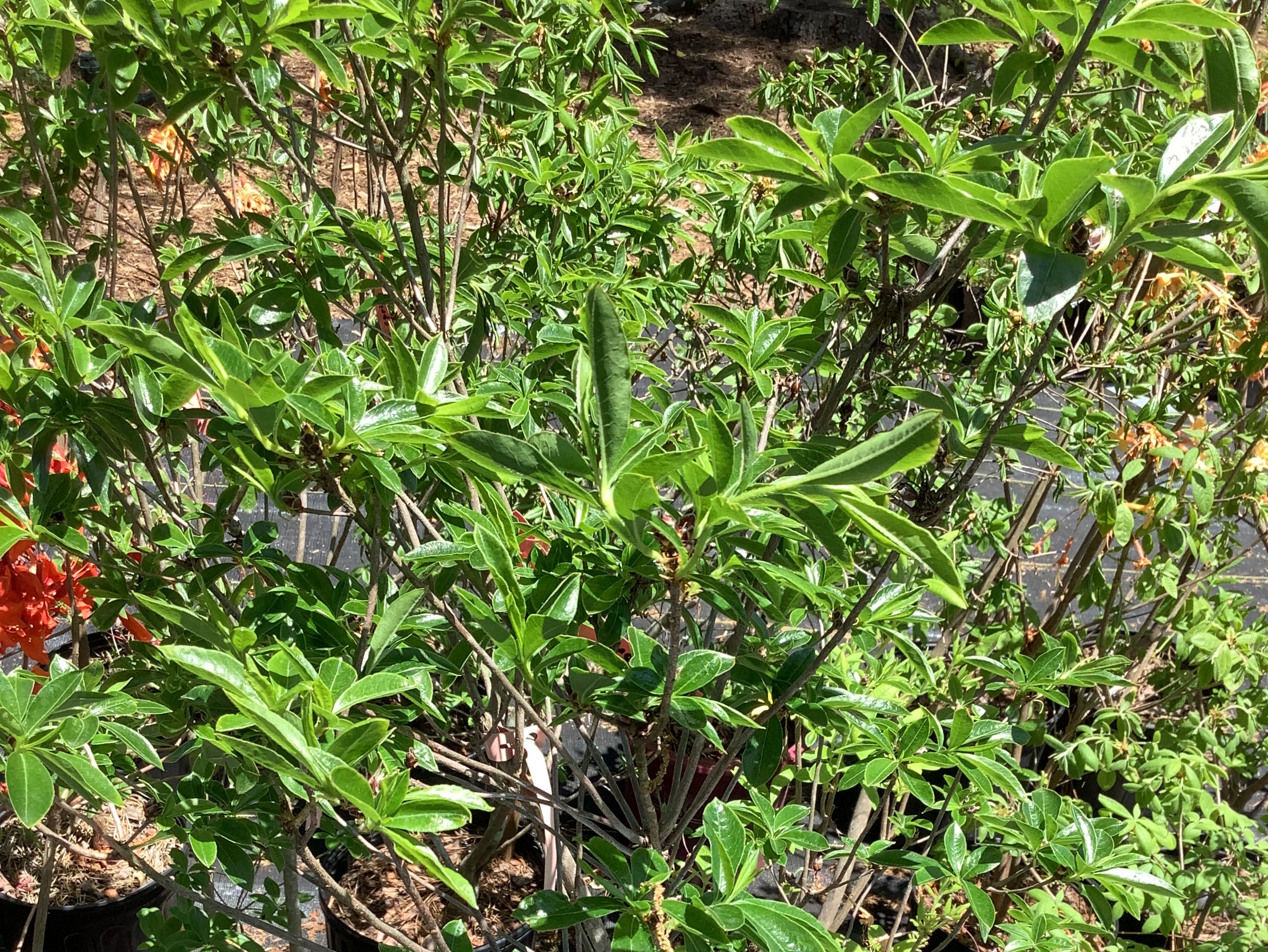 Azalea, Native - Weston Parade White (M)
