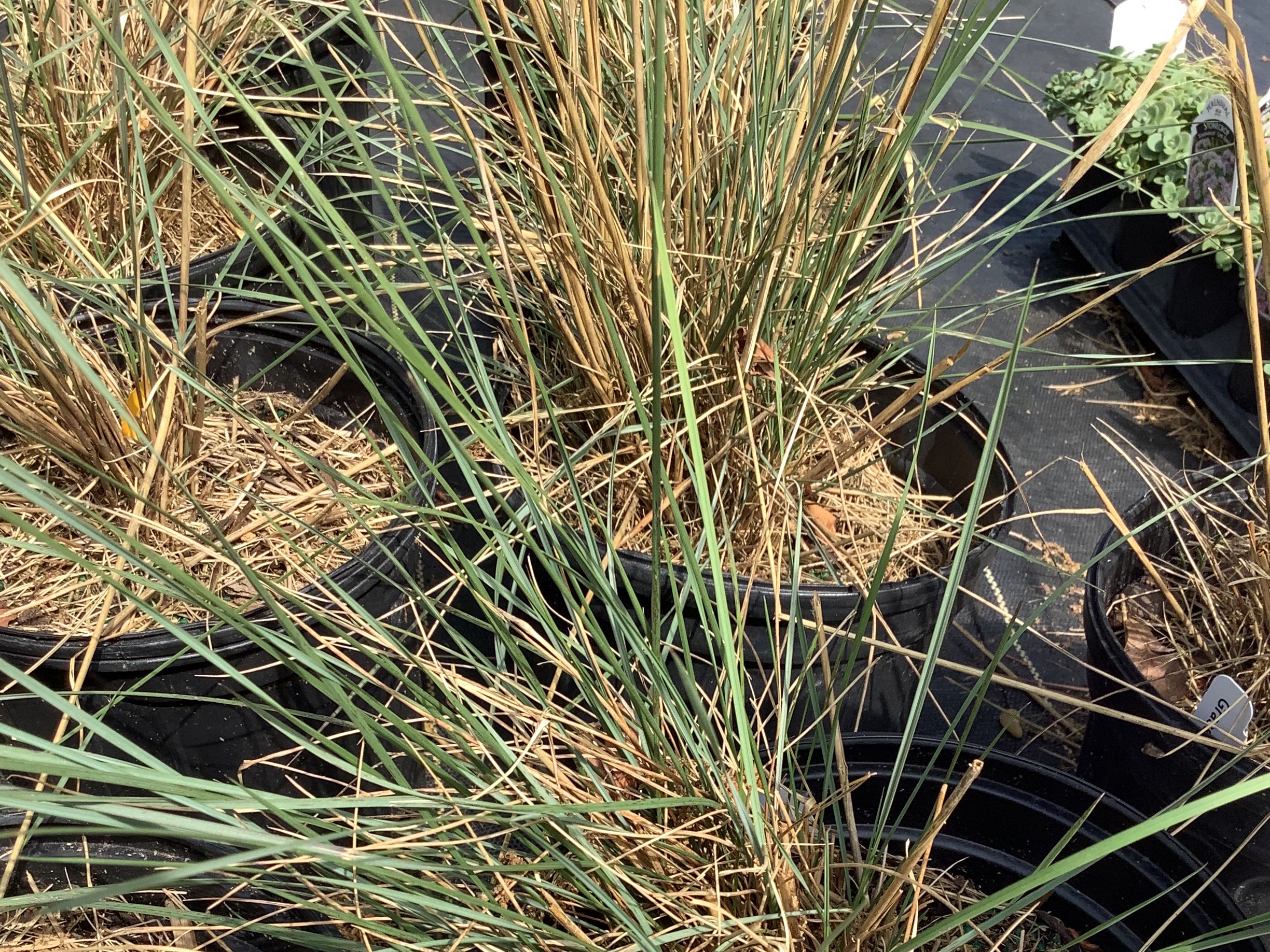 Grass, Pink Muhly (S)
