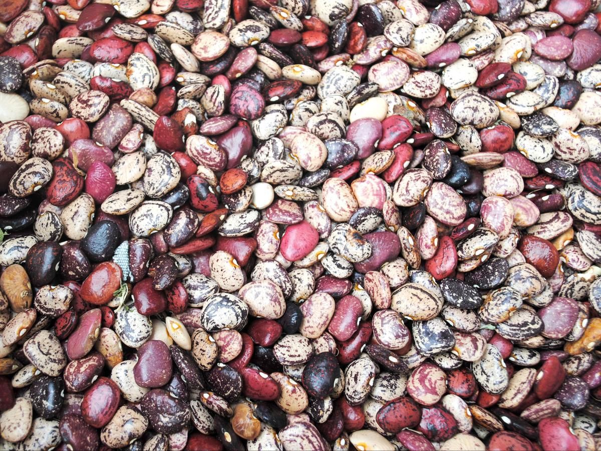 Seed - Lima Bean, Violet's Multicolored Pole Butterbean